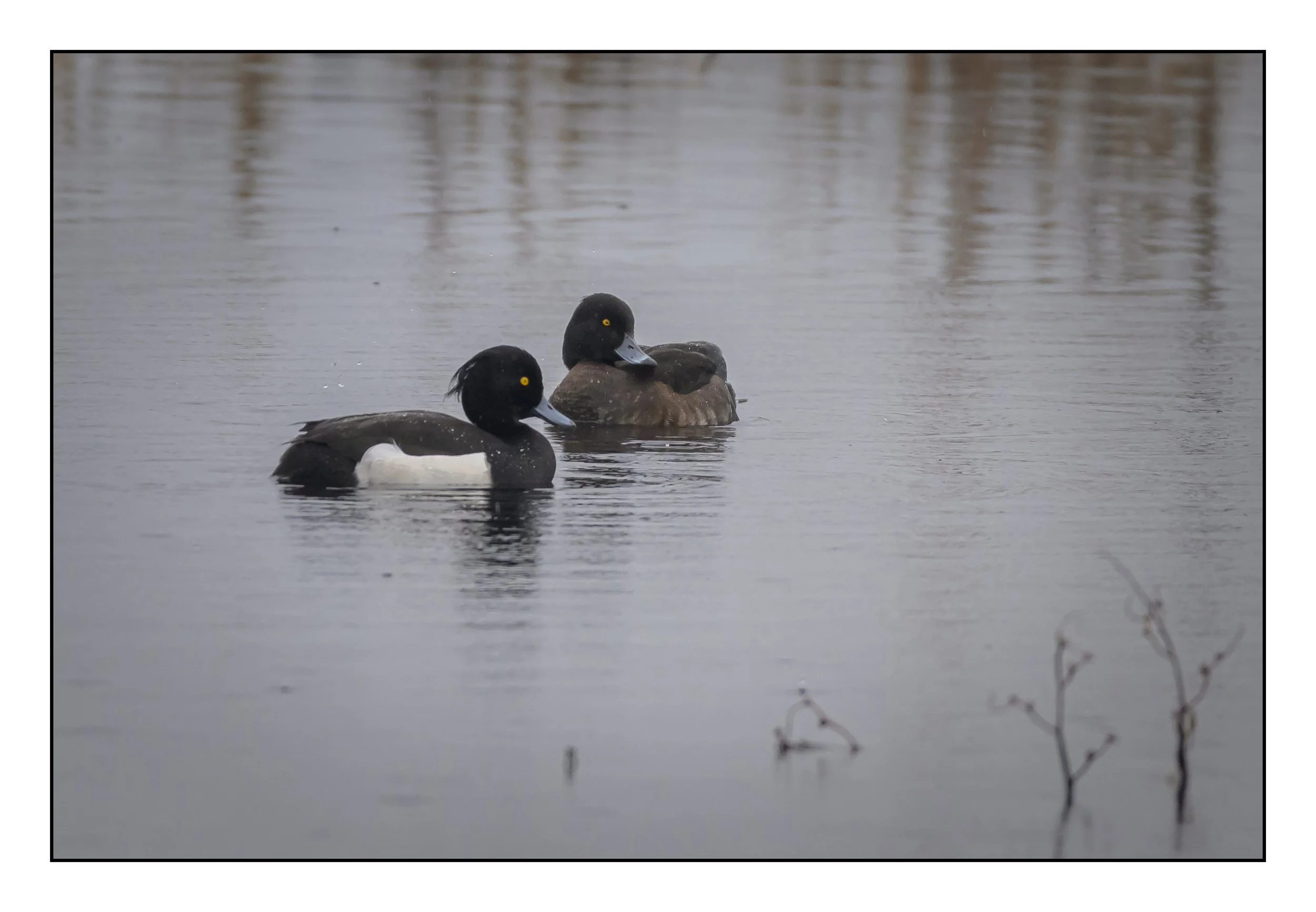 Tufted Duck
