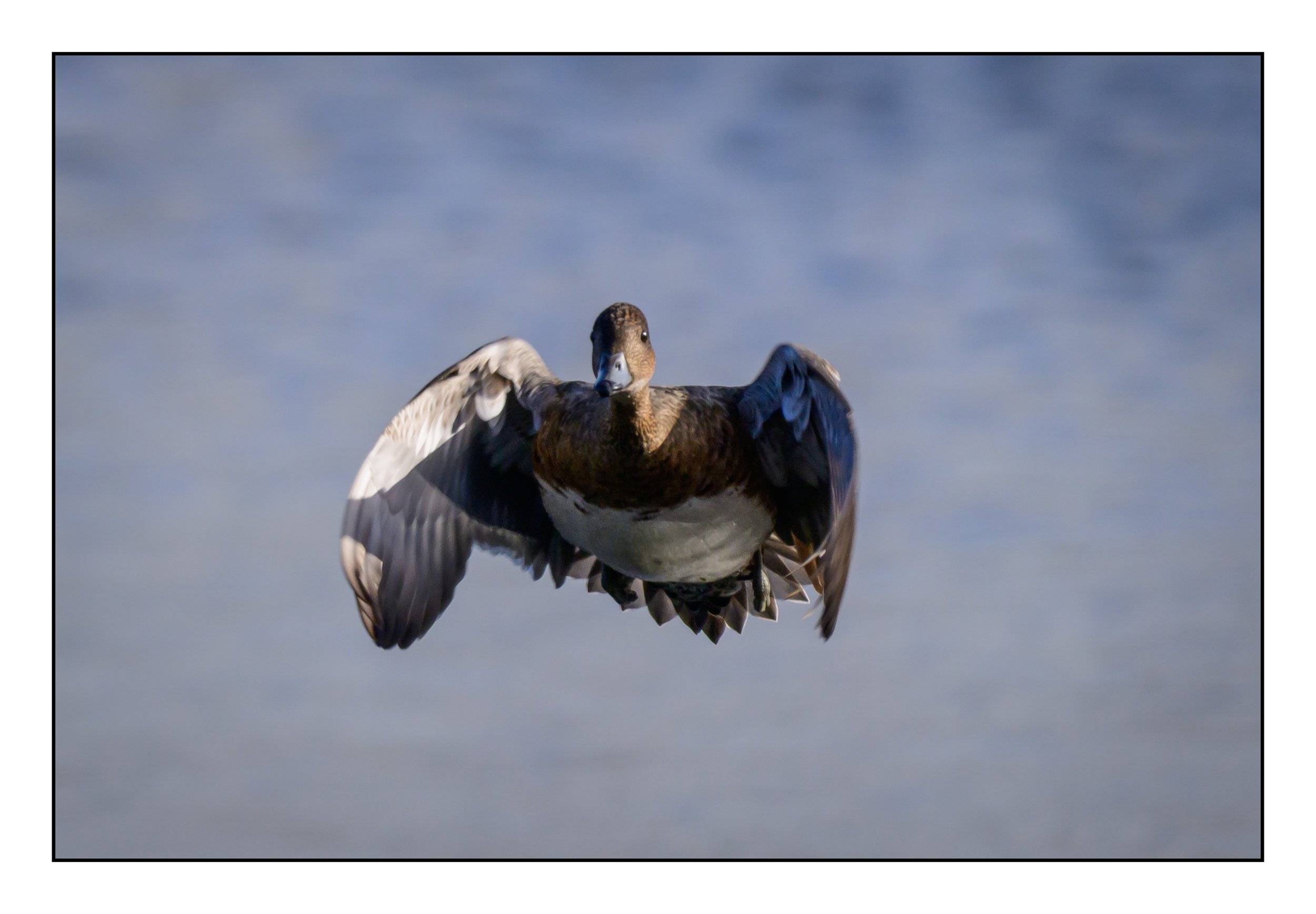 Wigeon