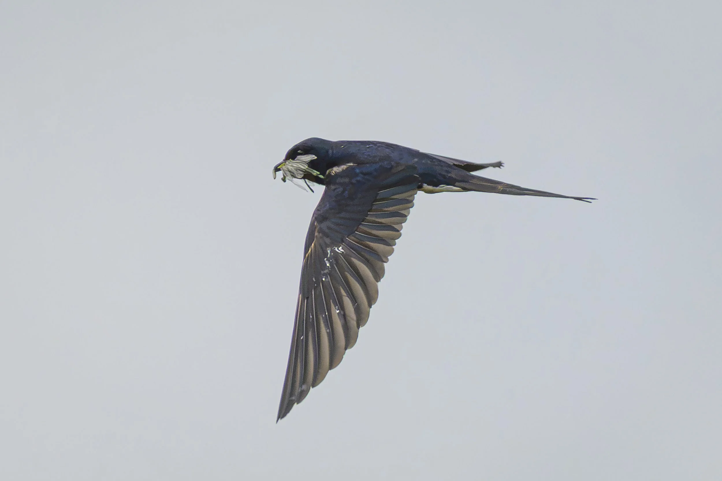 Song Birds_0051.jpg