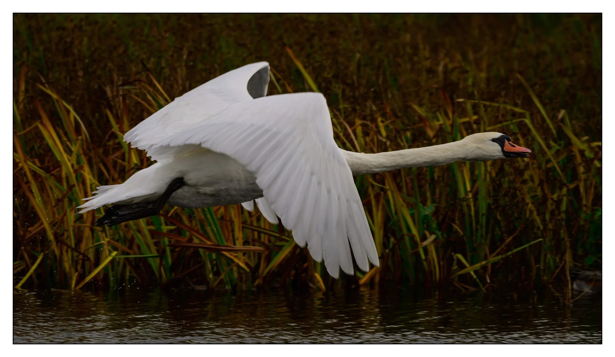 Mute Swan