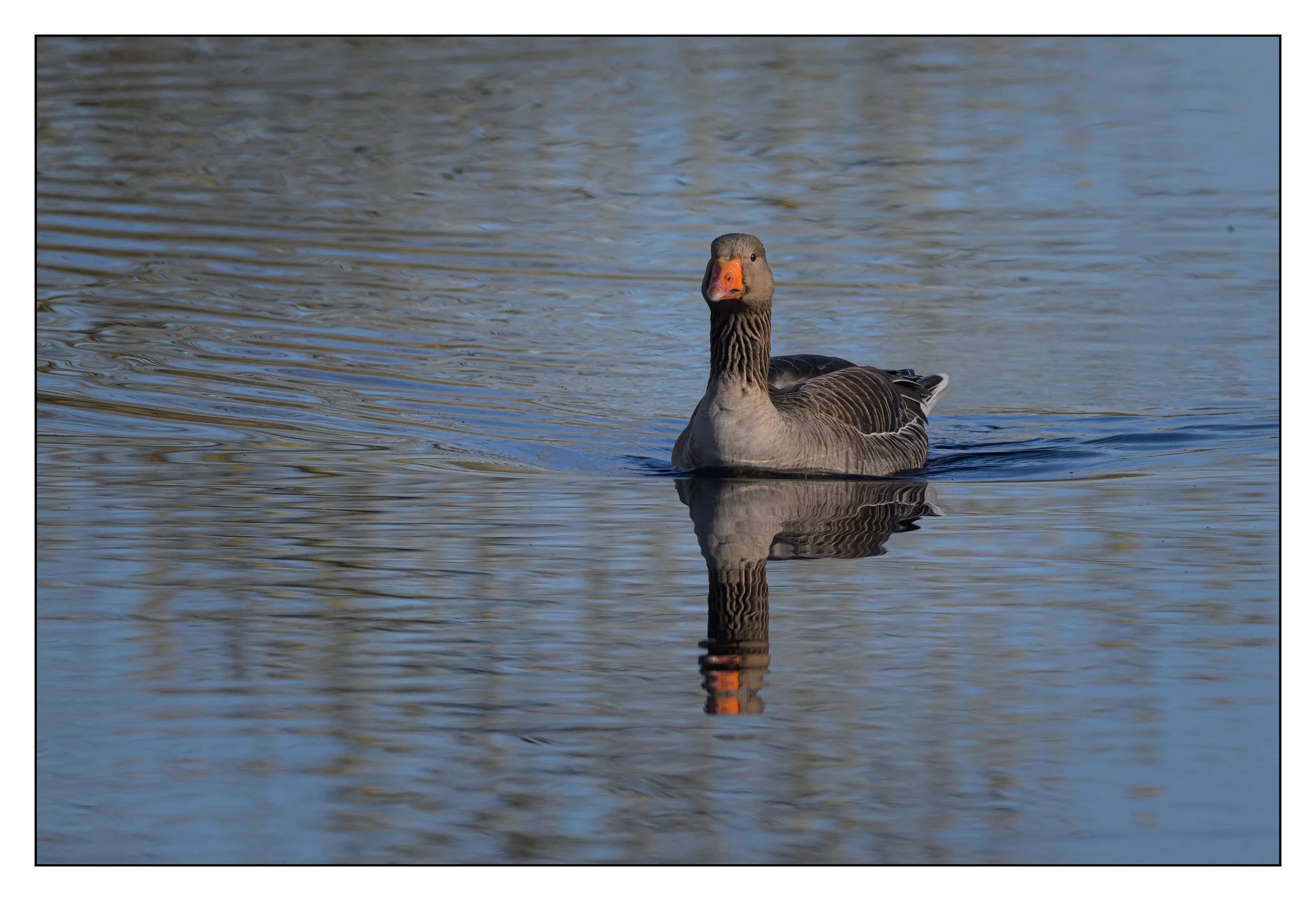 Greylag Geese