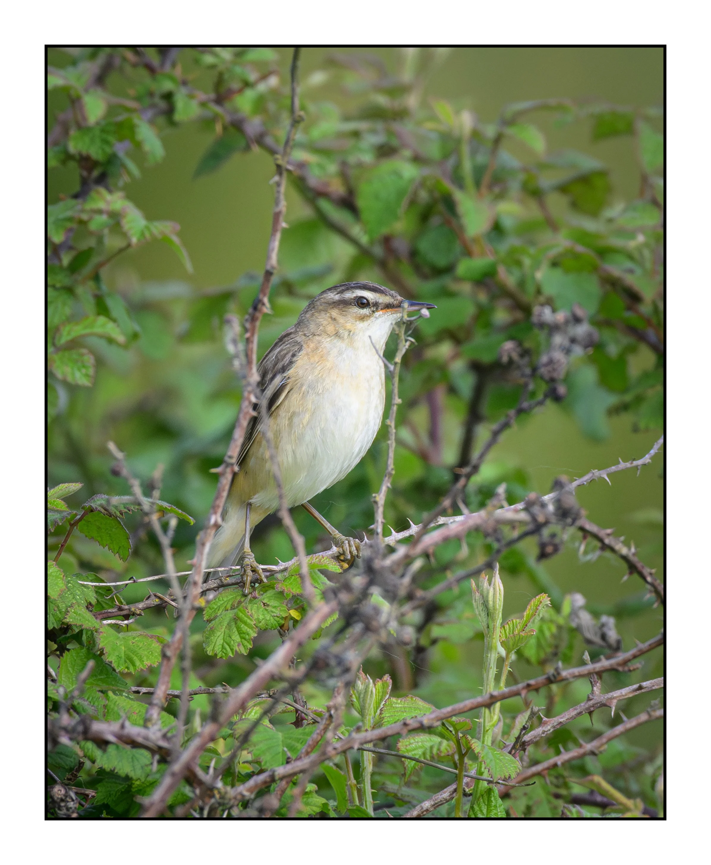Sedge Warbler