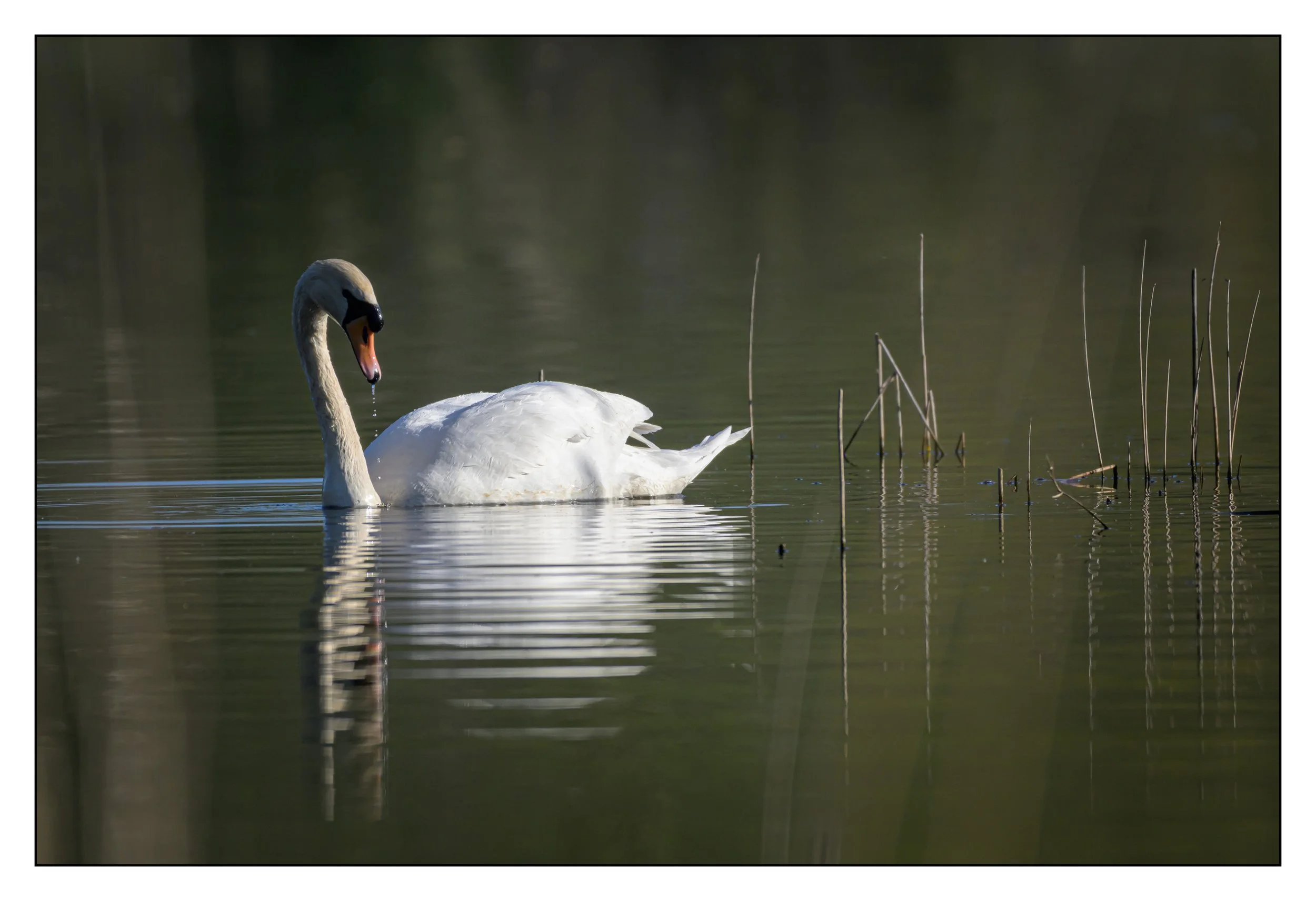 Mute Swan