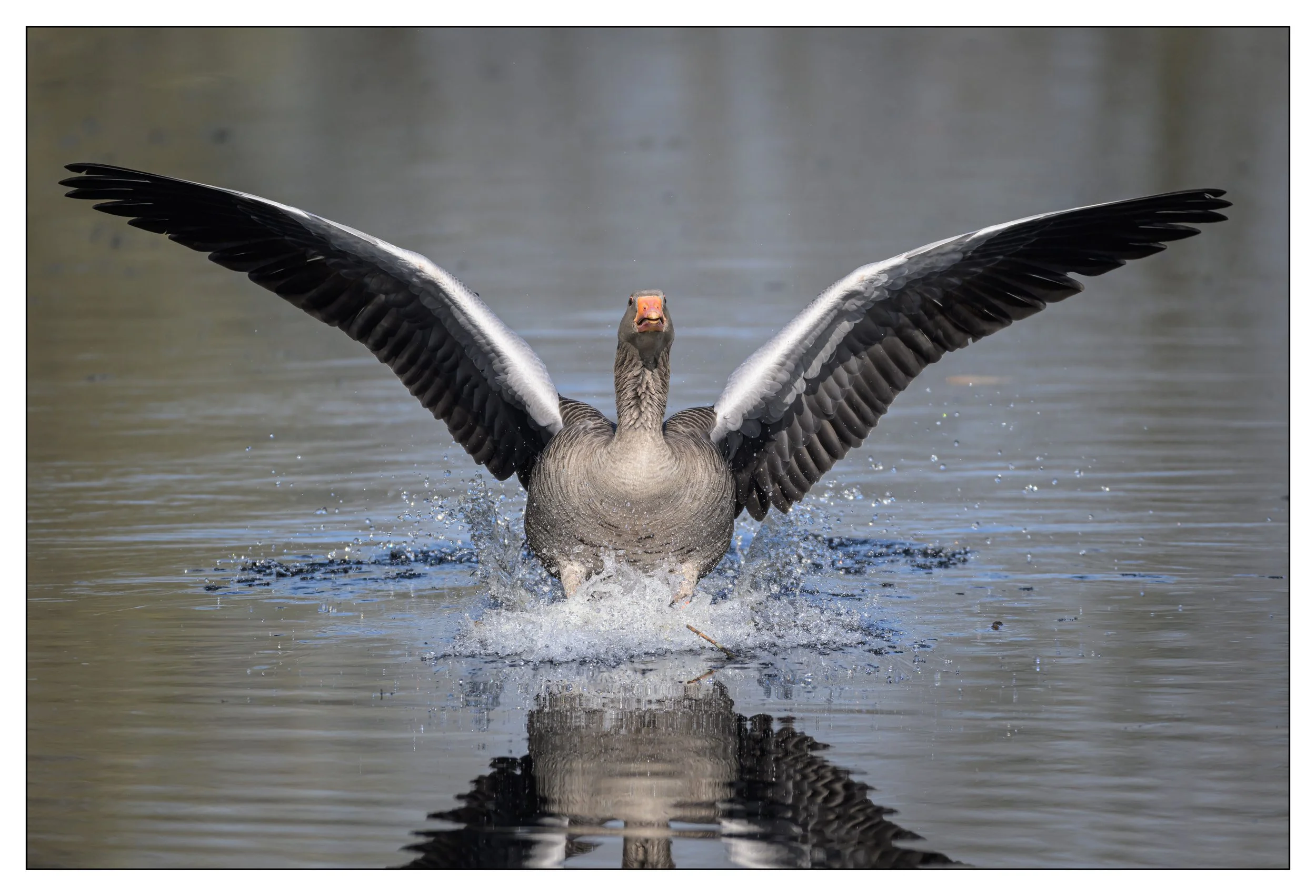 Greylag Geese