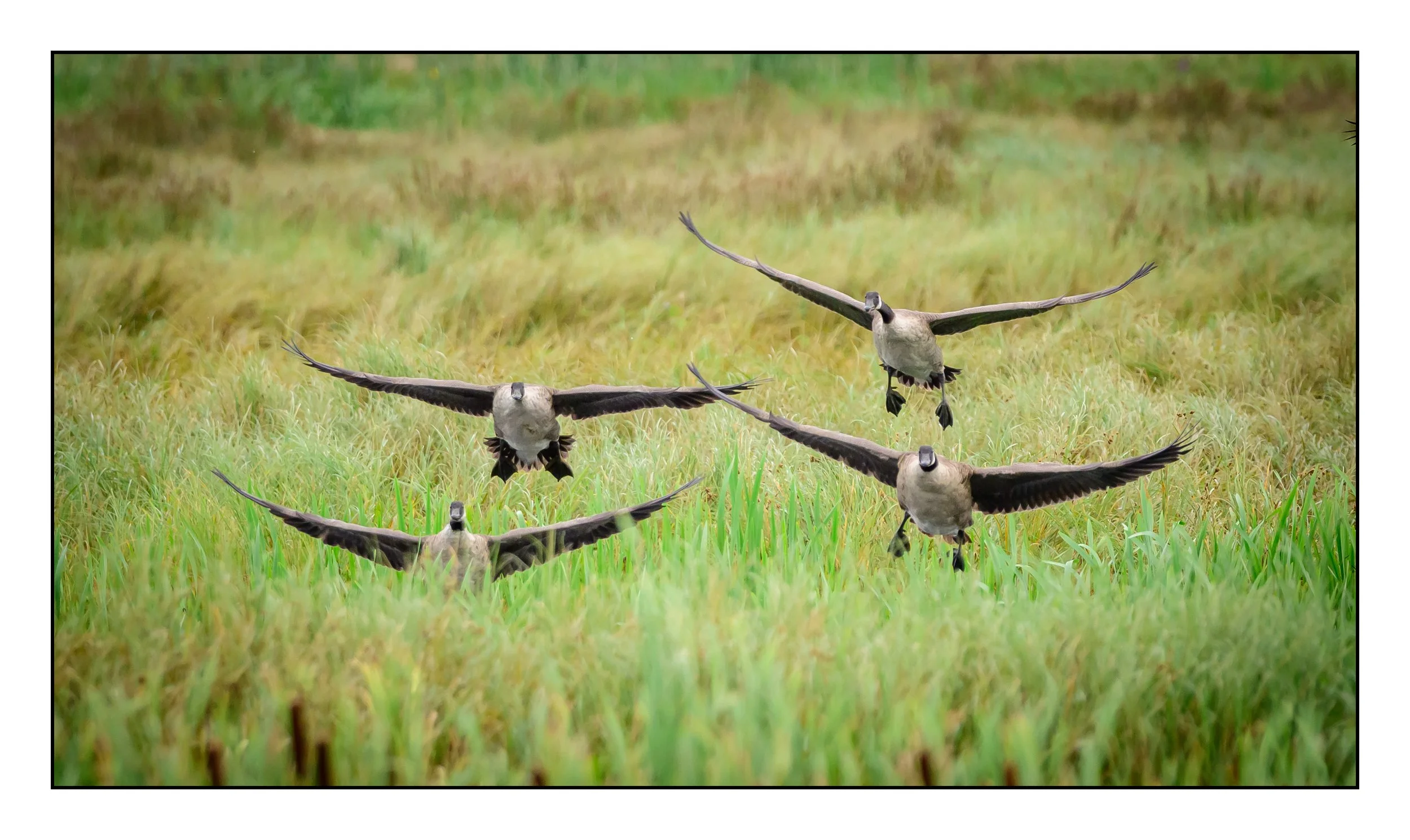 Canada Geese in flight