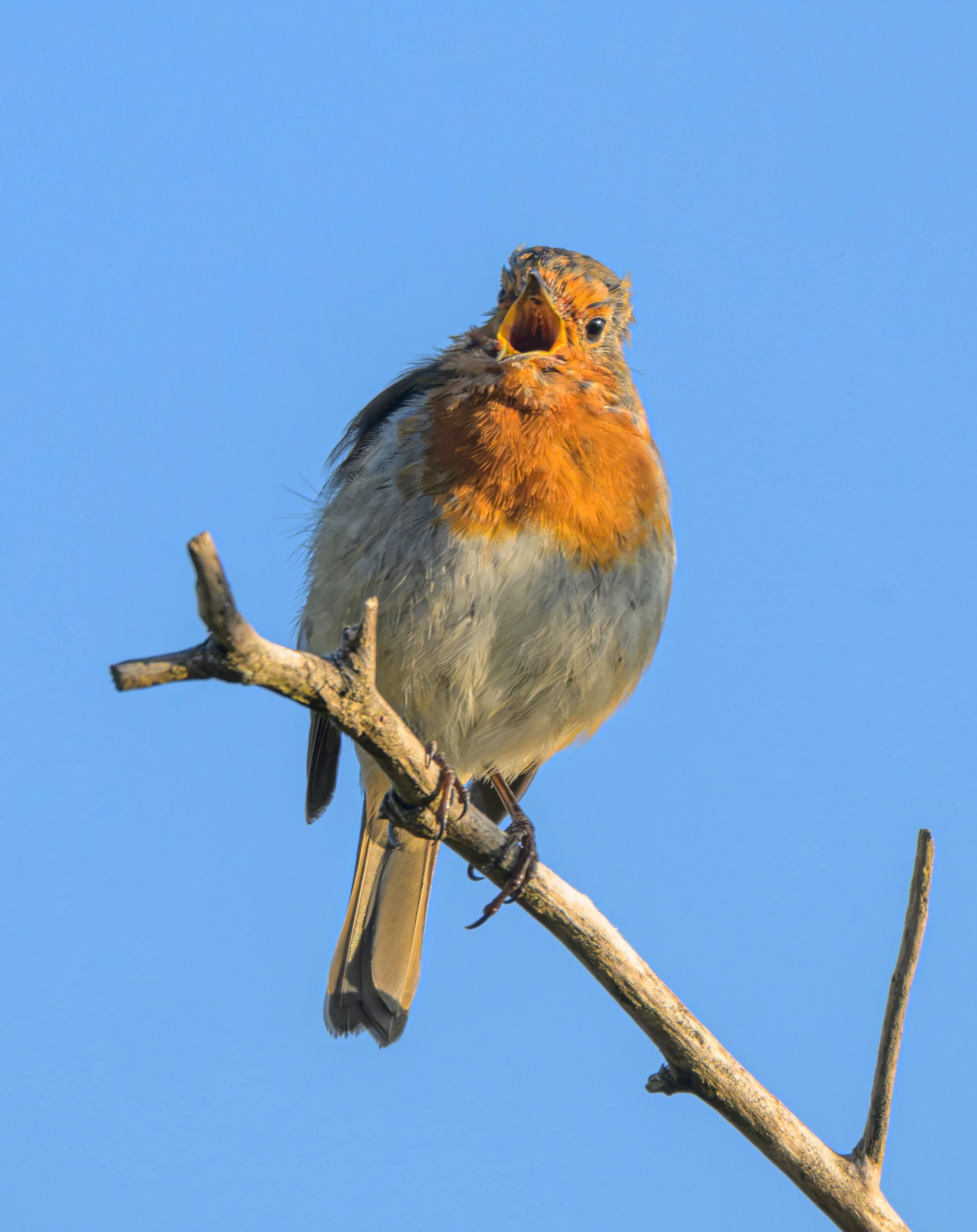 Song Birds_0067.jpg