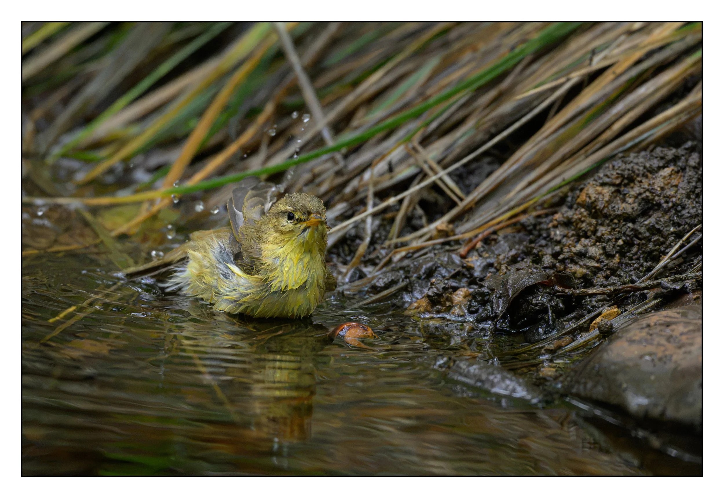 Goldcrest