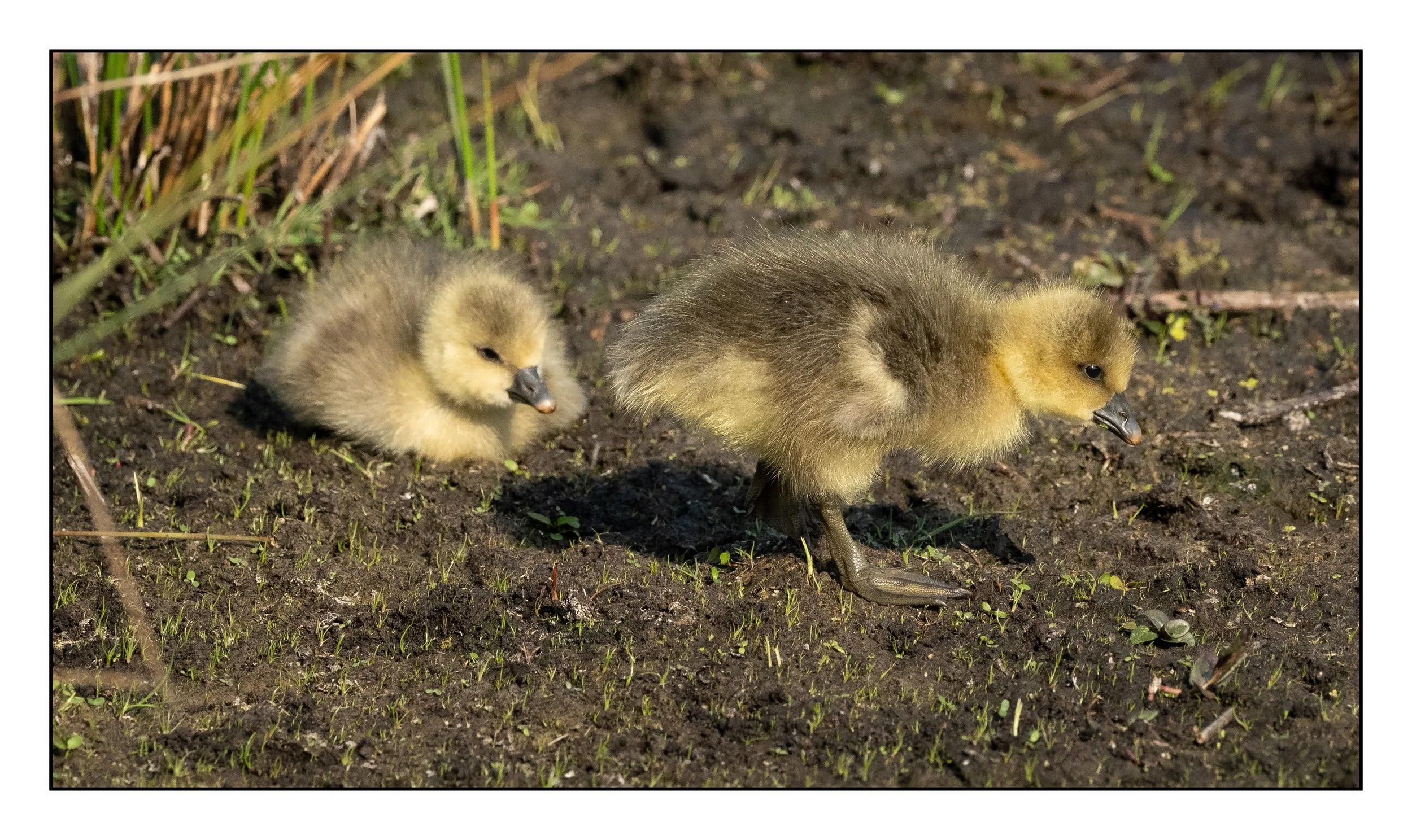 Greylag Geese