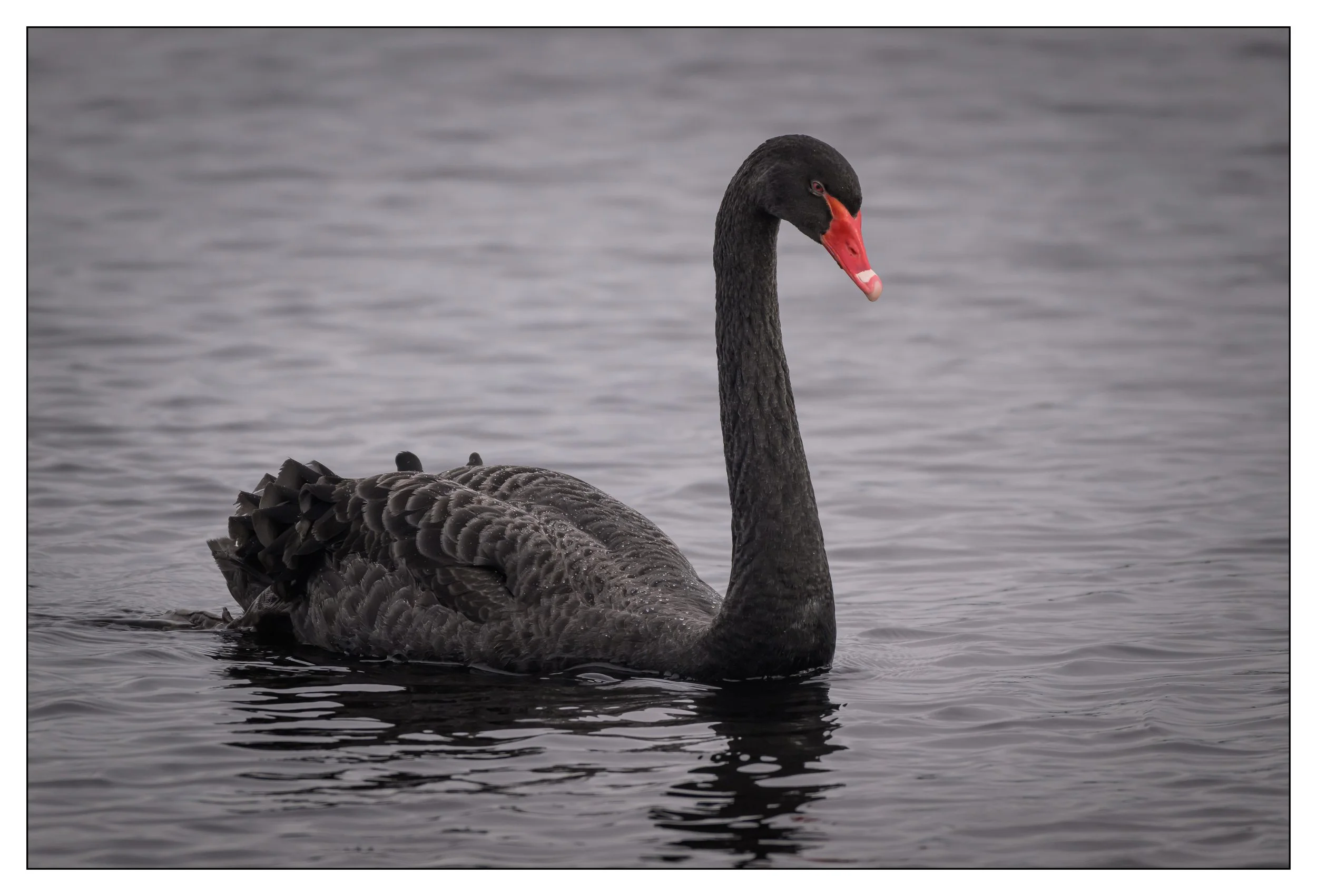 Black Swan