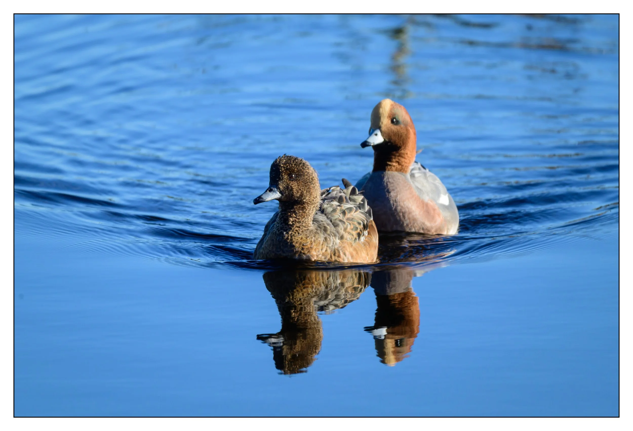 Wigeon