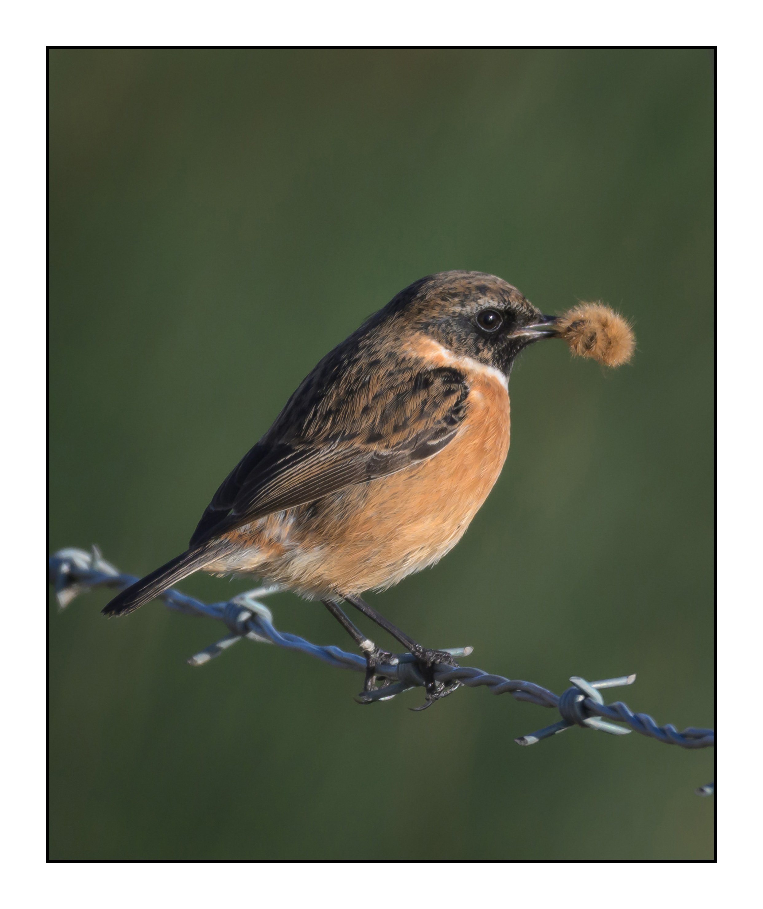 Song Birds_0017.jpg