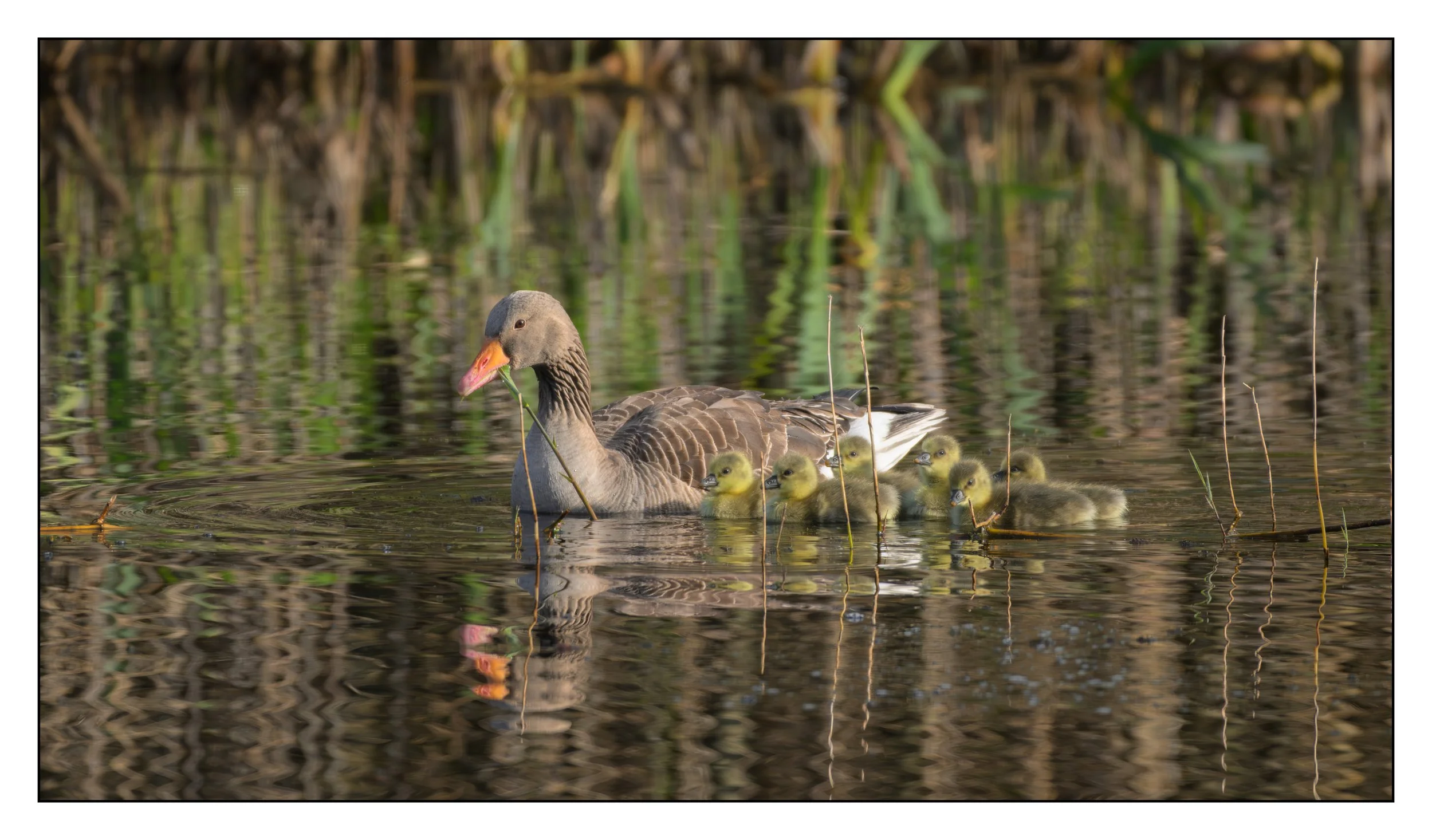 Greylag Geese
