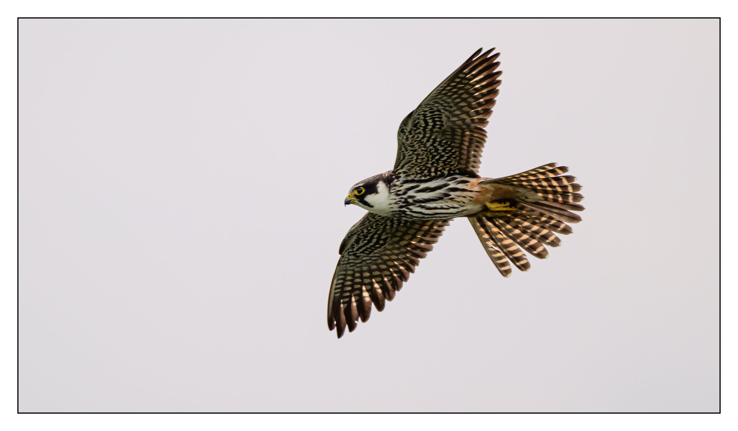 Hobby Falcon