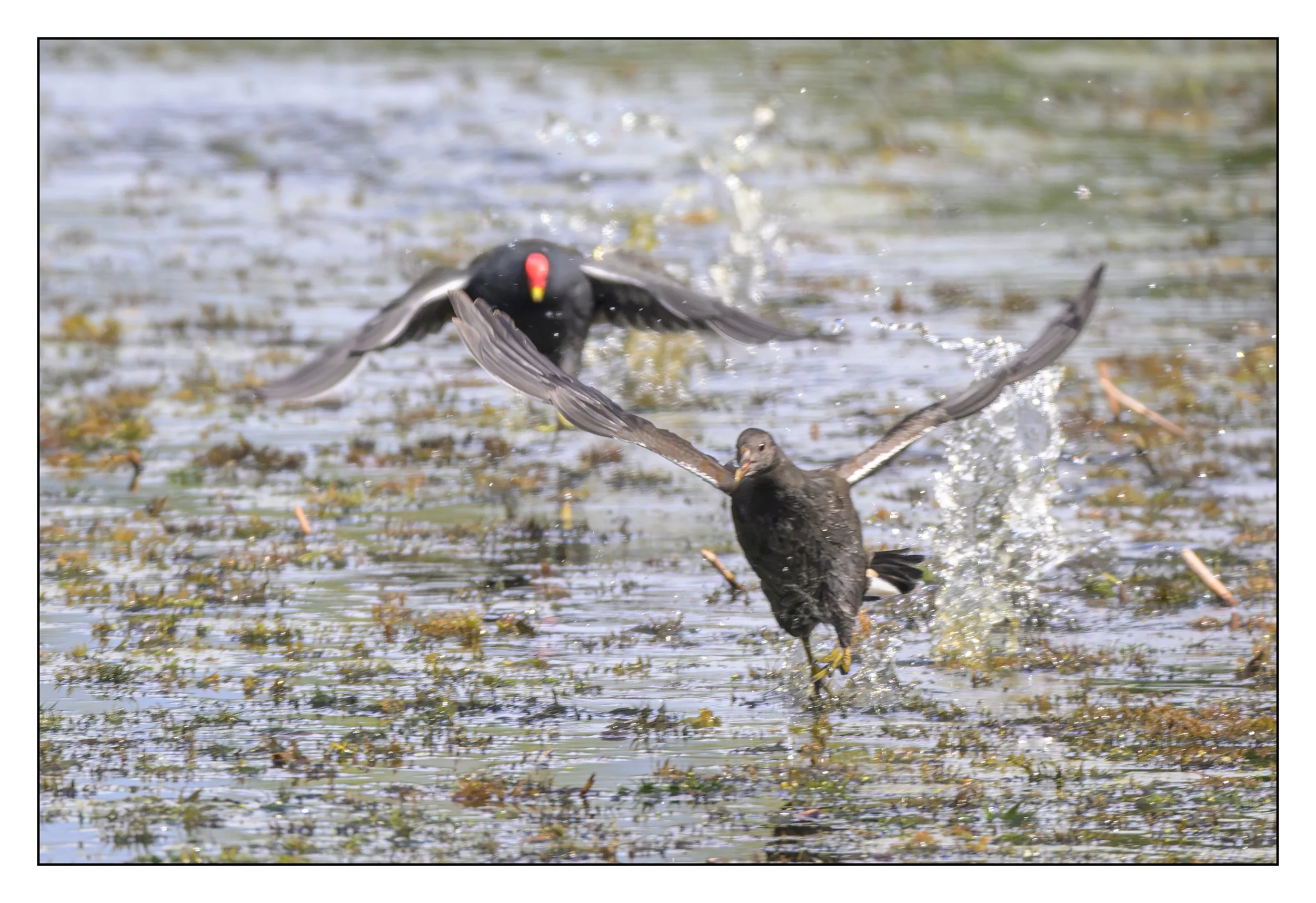 A black bird with a red beak, possibly a moorhen, is flying just above a body of water, with its wings spread wide and water splashing around.