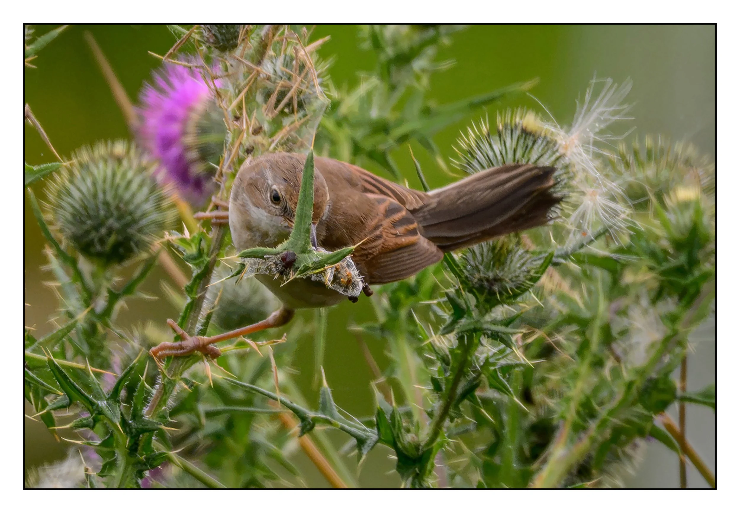Song Birds_0049.jpg