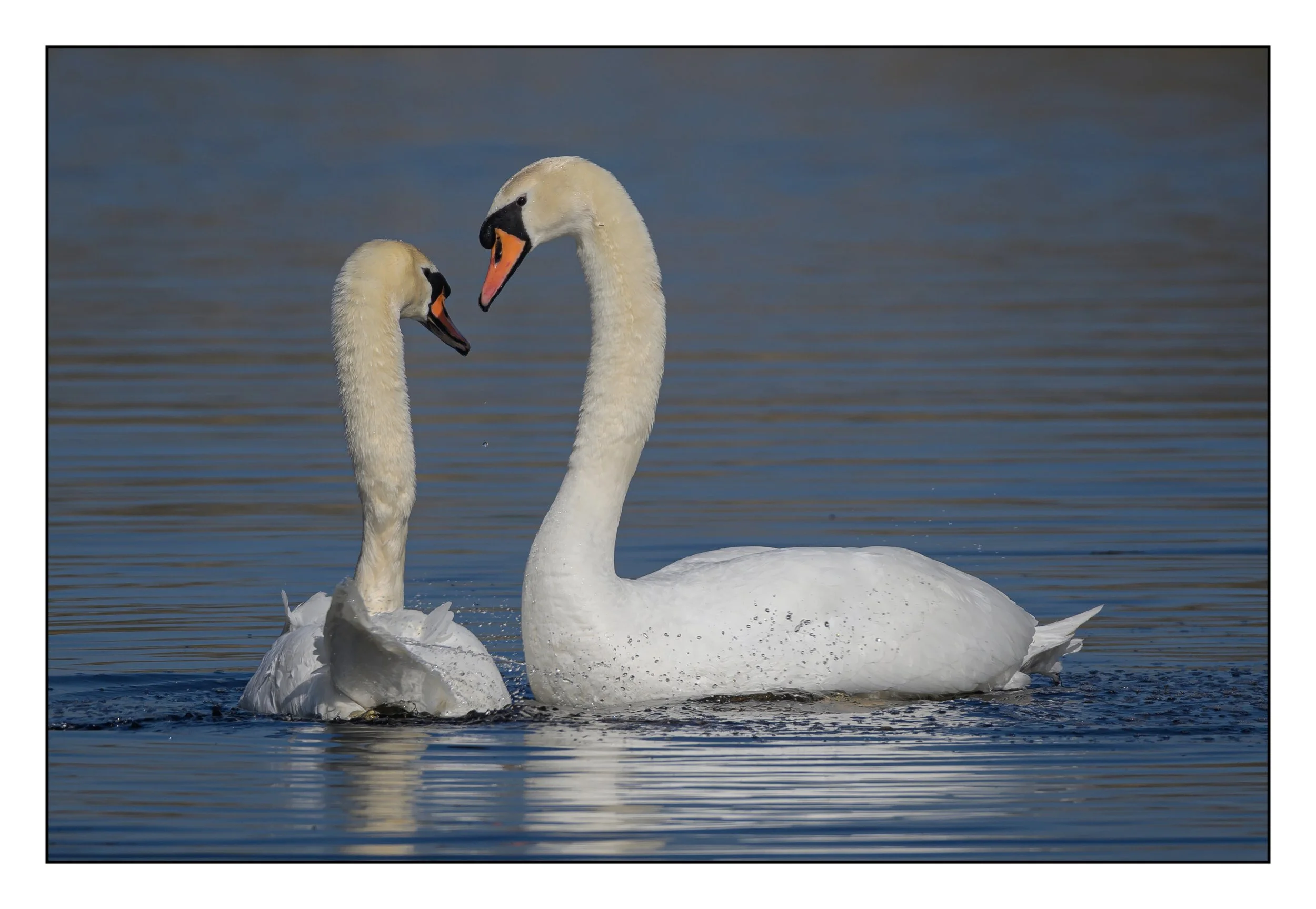Mute Swan