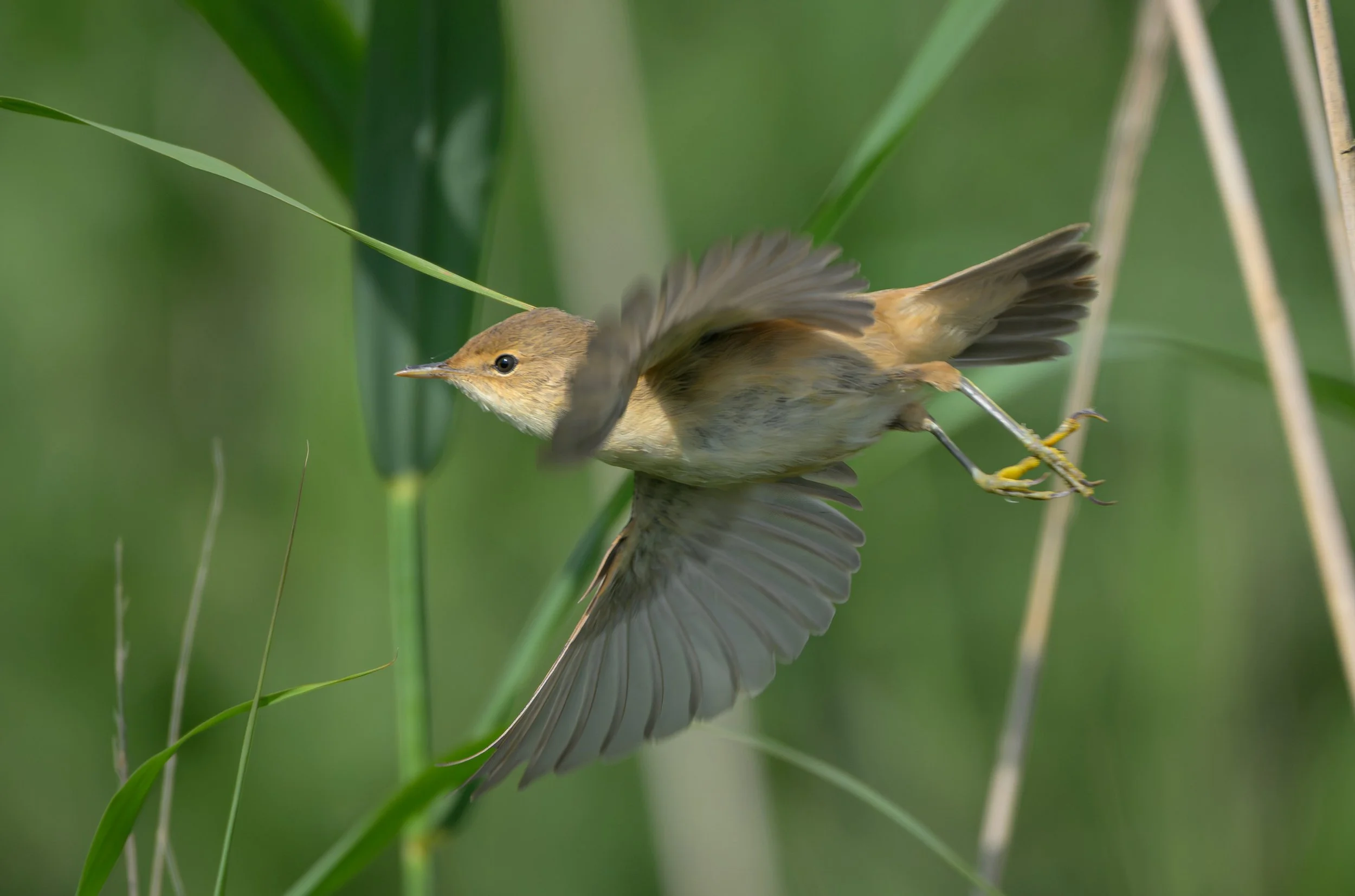 Song Birds_0059.jpg