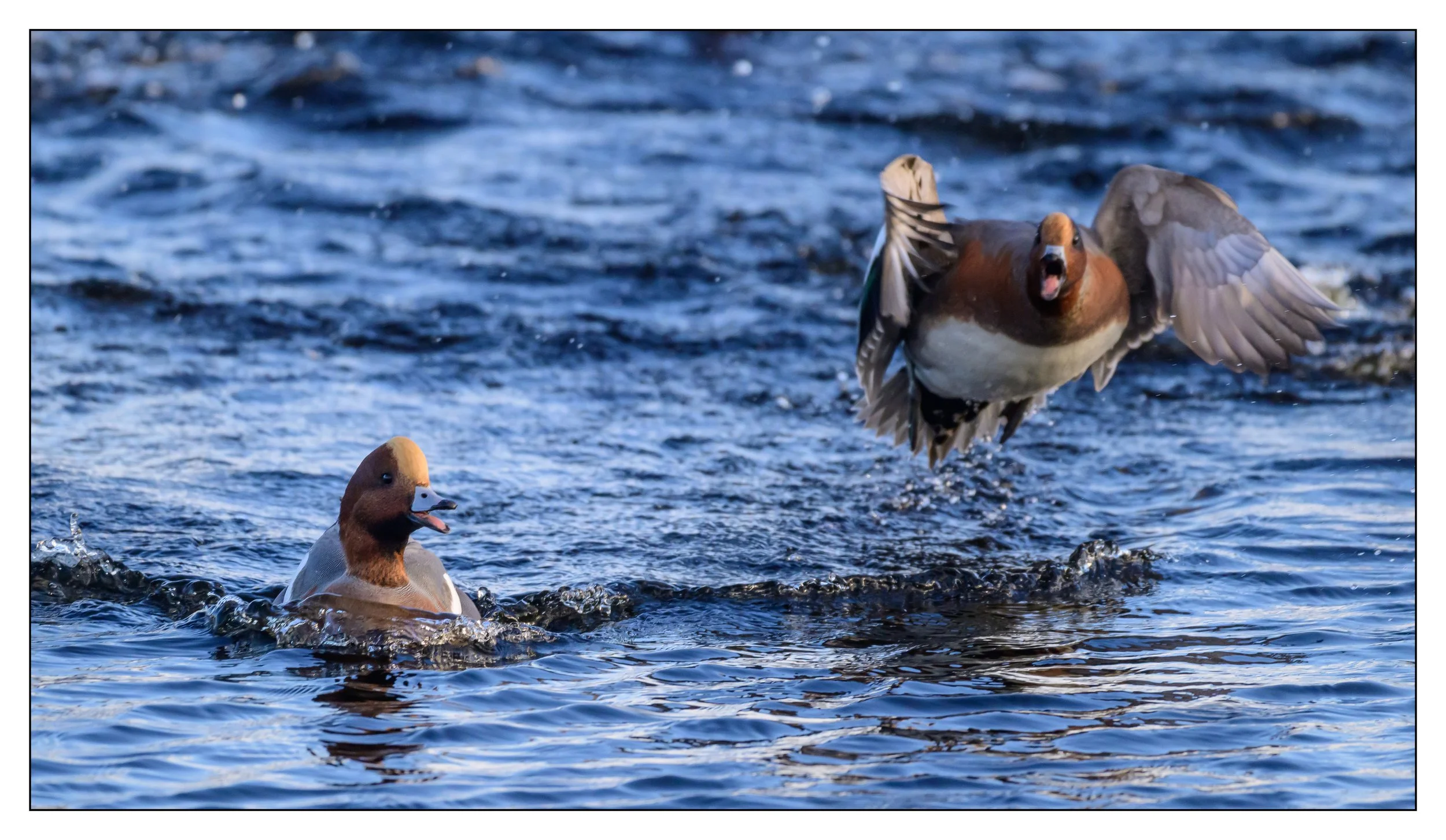 Wigeon