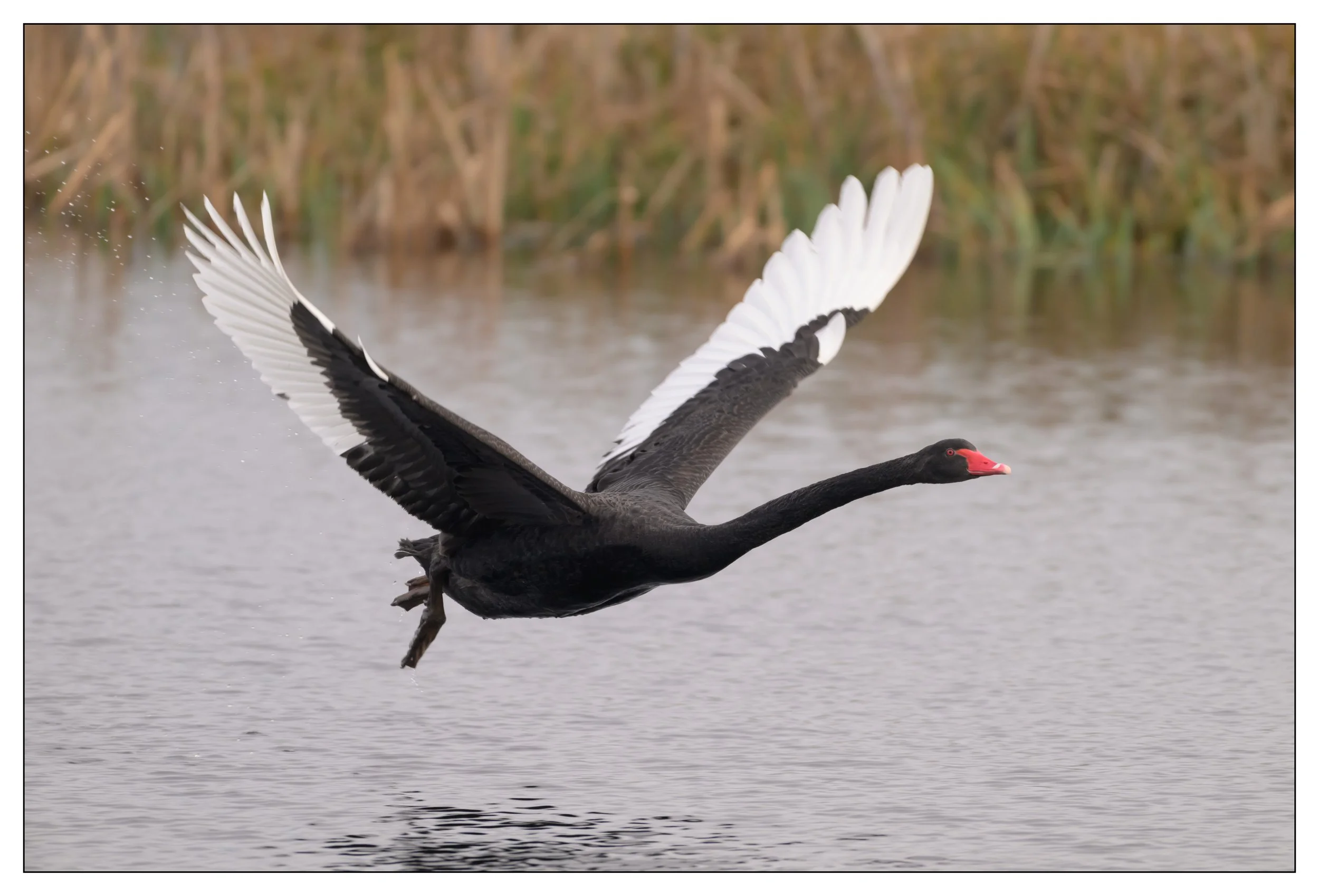 Black Swan