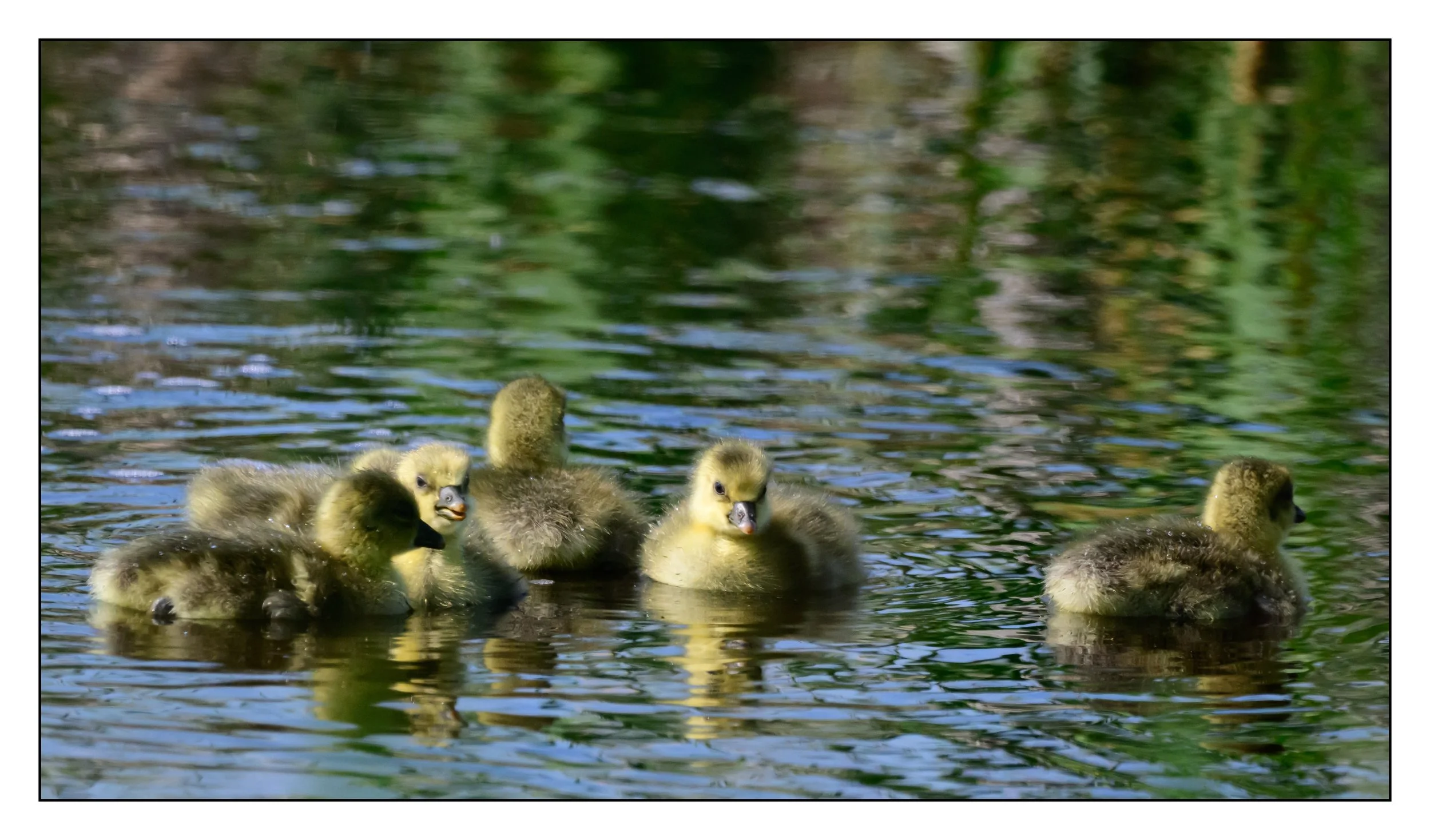 Greylag Geese