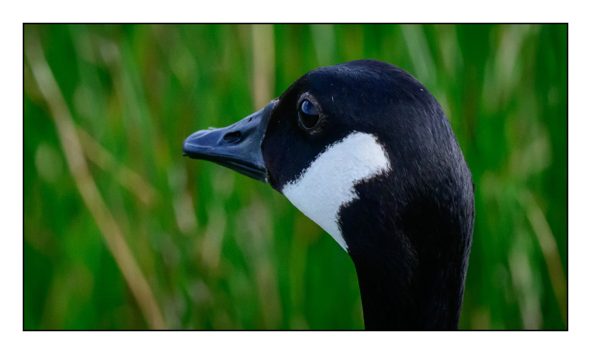 Canada Goose head shot