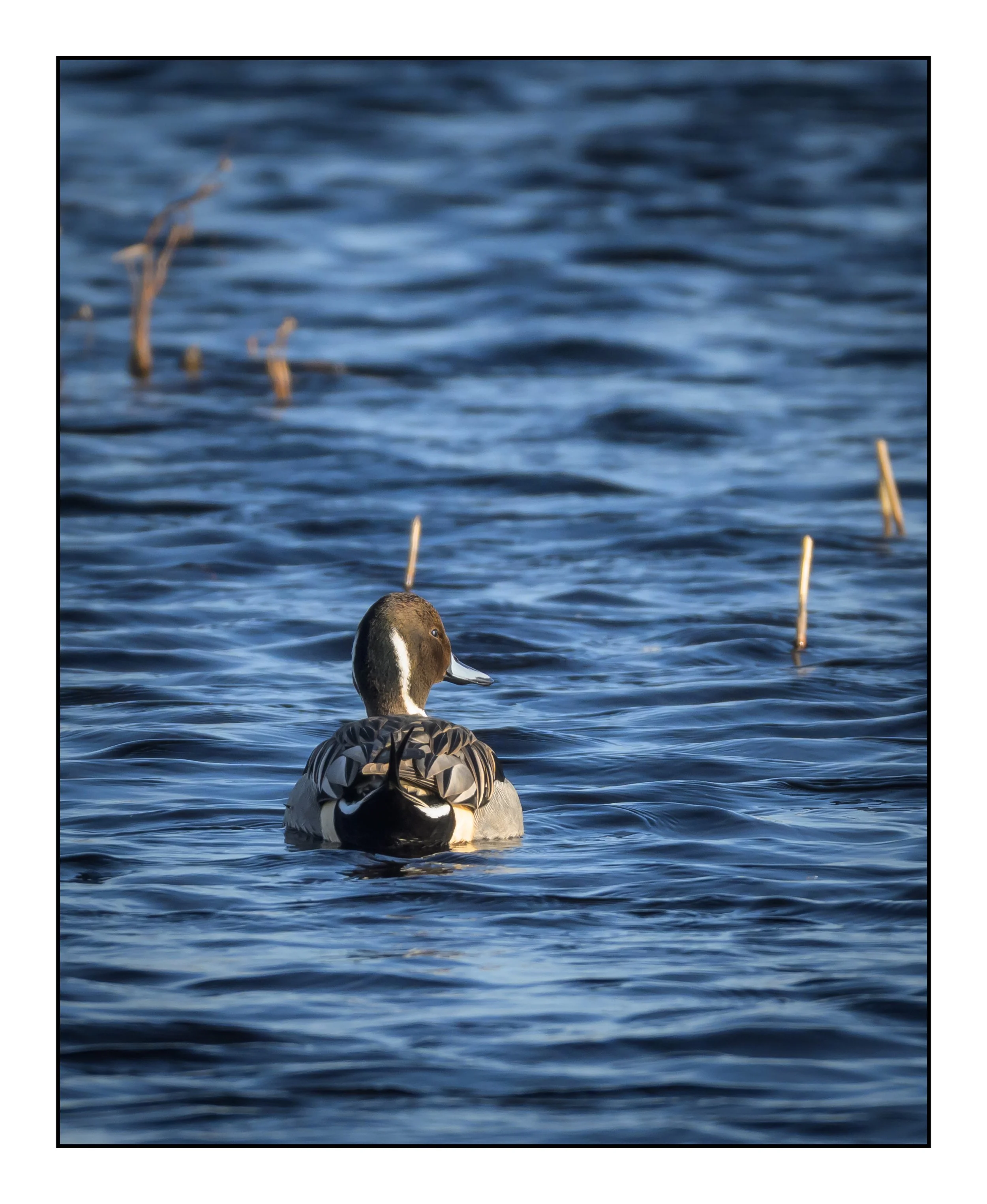 Pintail