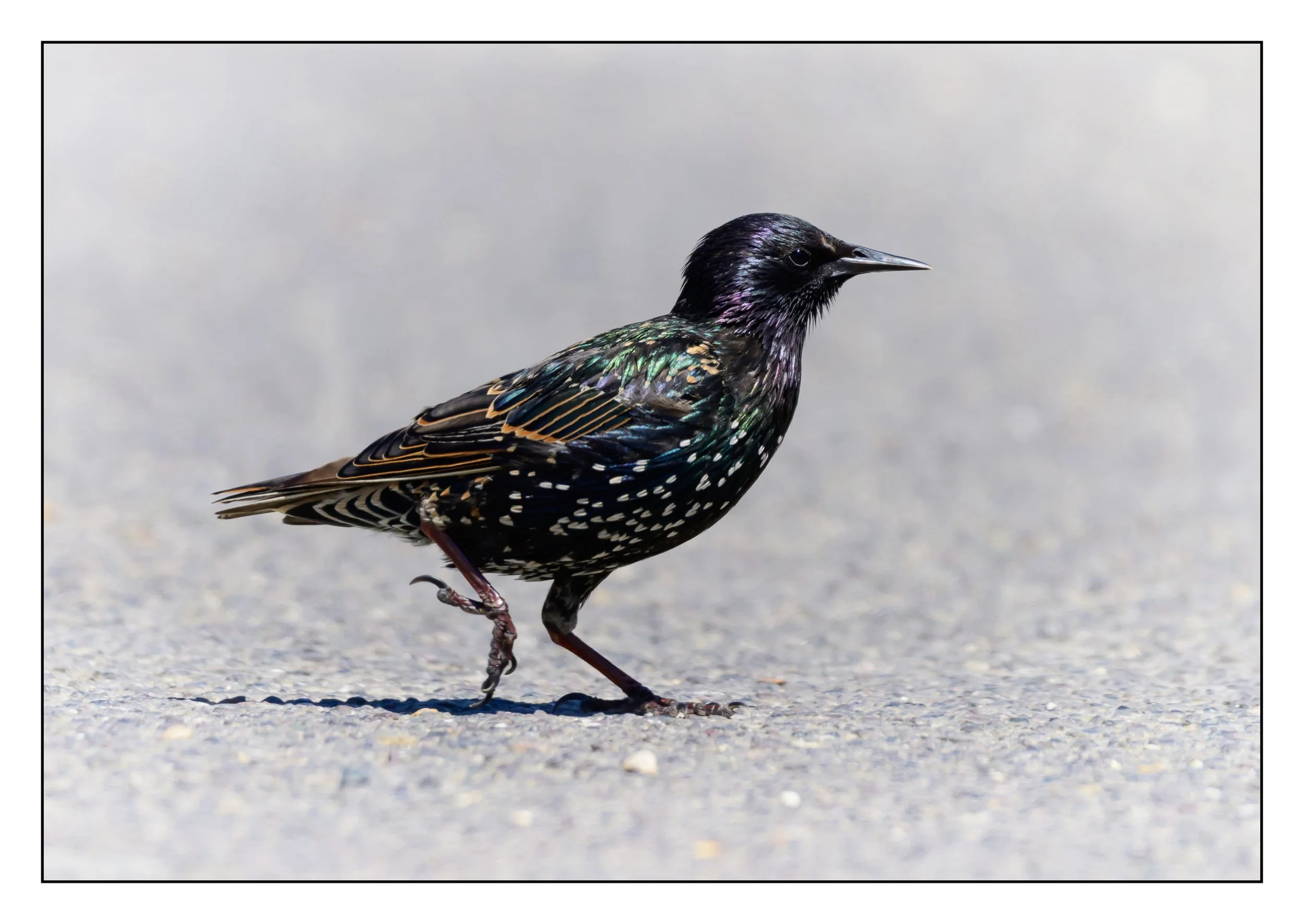Song Birds_0006.jpg