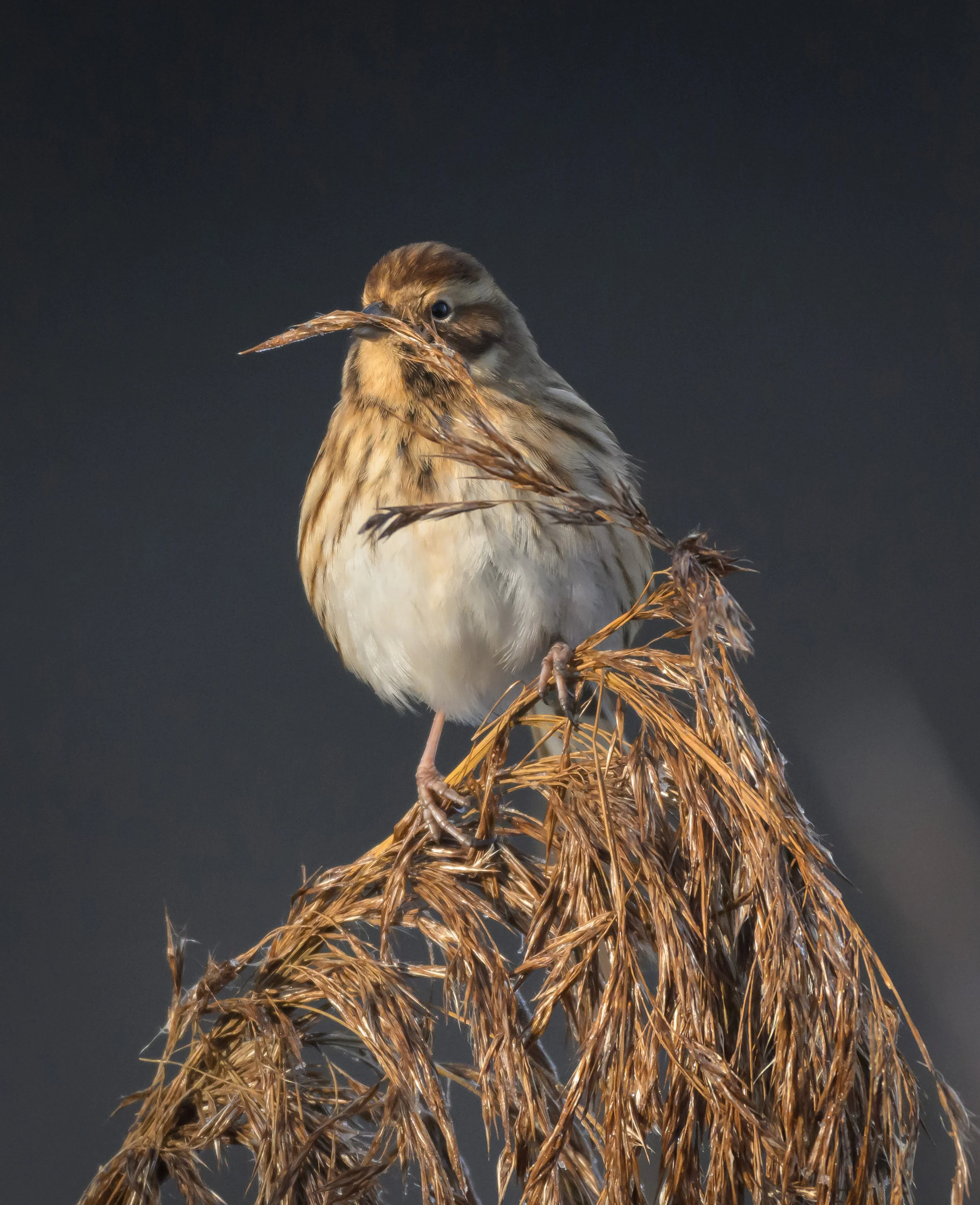 Song Birds_0019.jpg