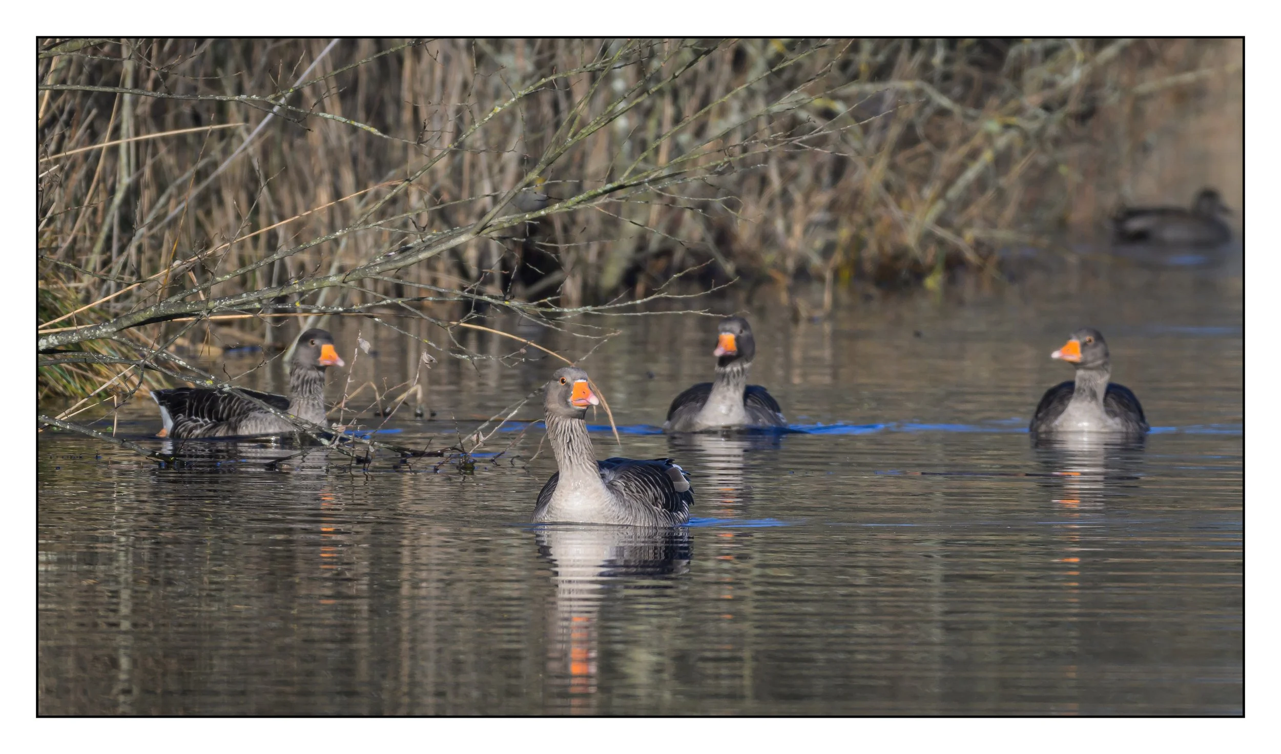 Greylag Geese