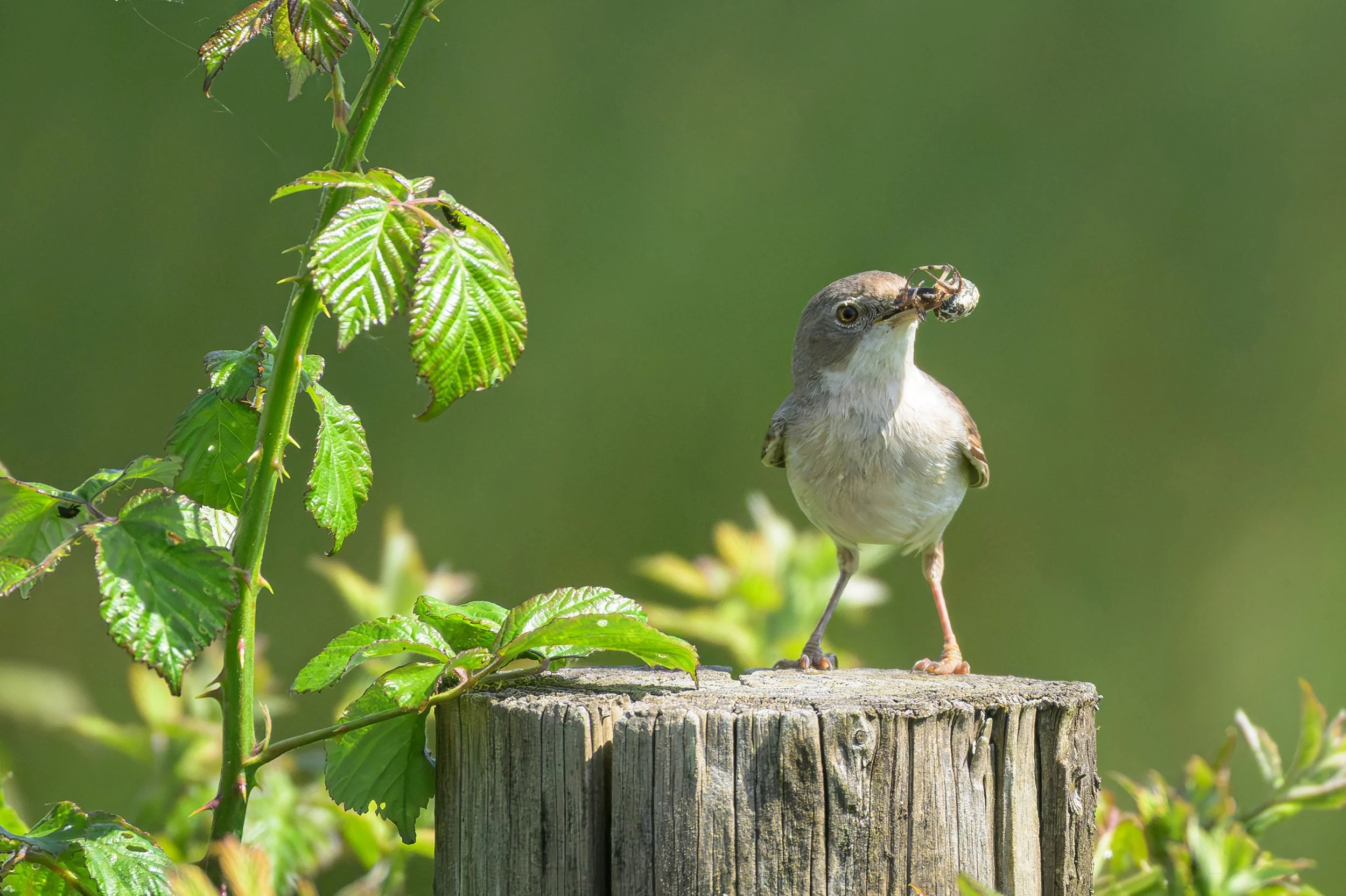 Song Birds_0032.jpg