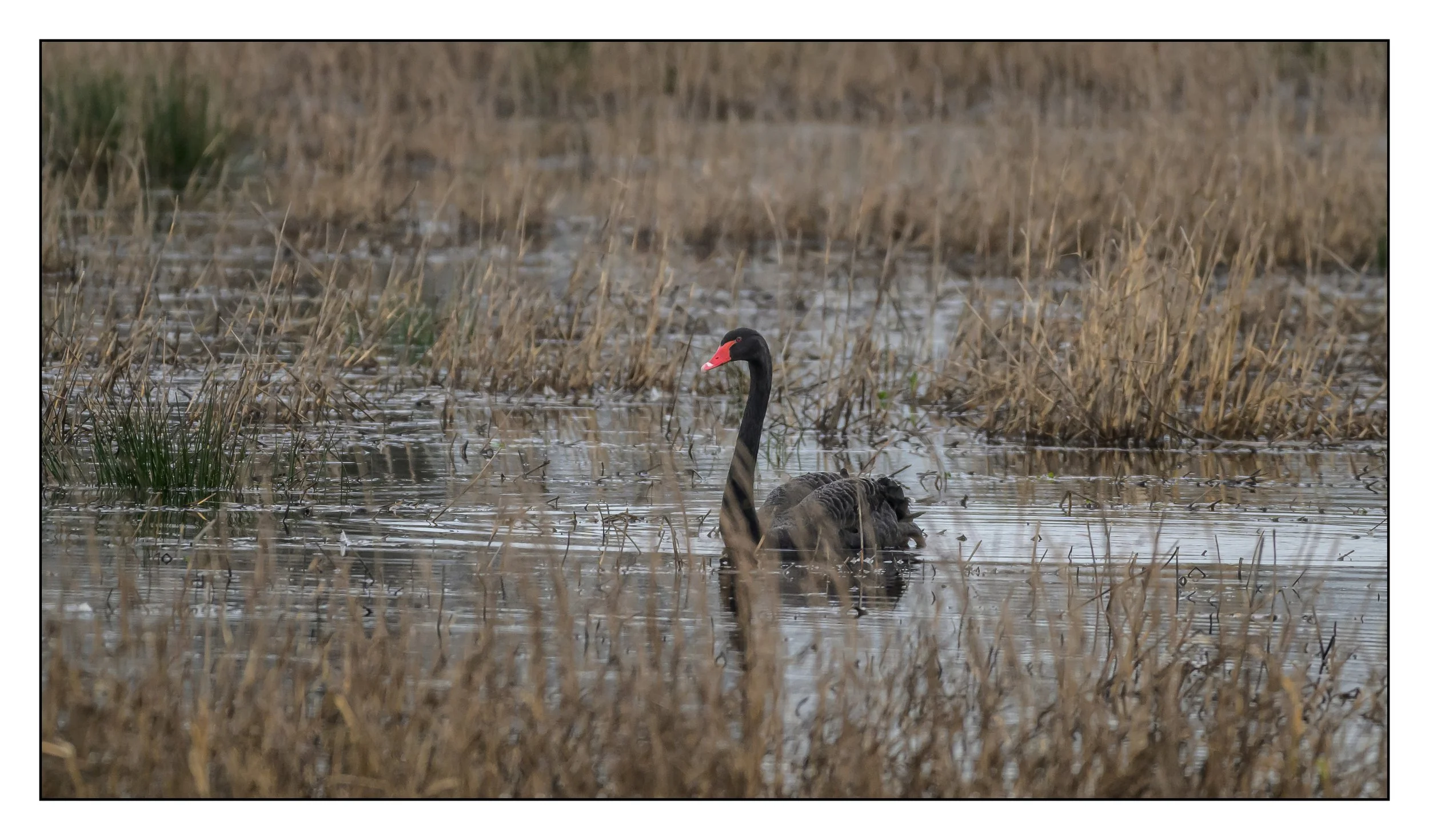 Black Swan