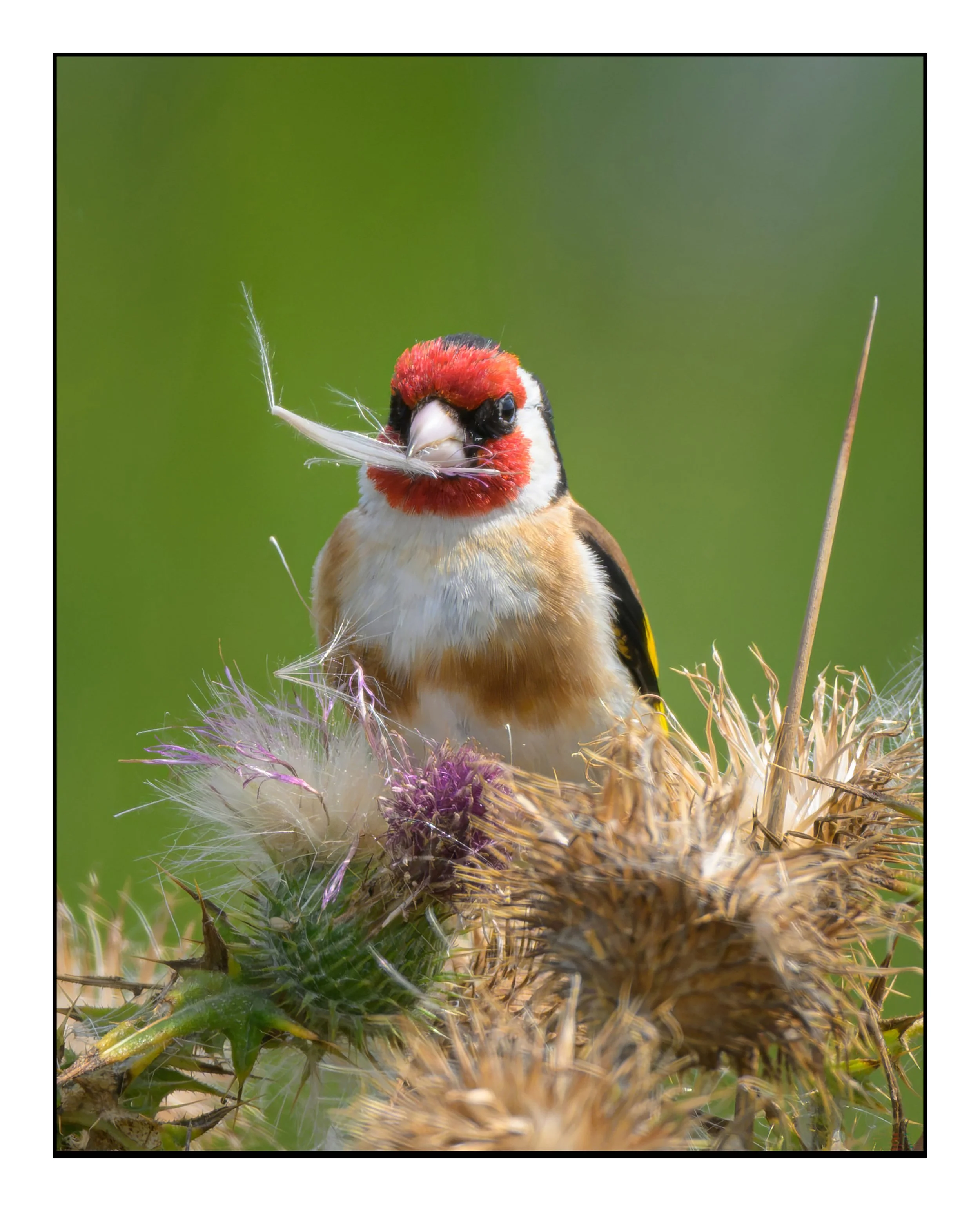 Song Birds_0066.jpg