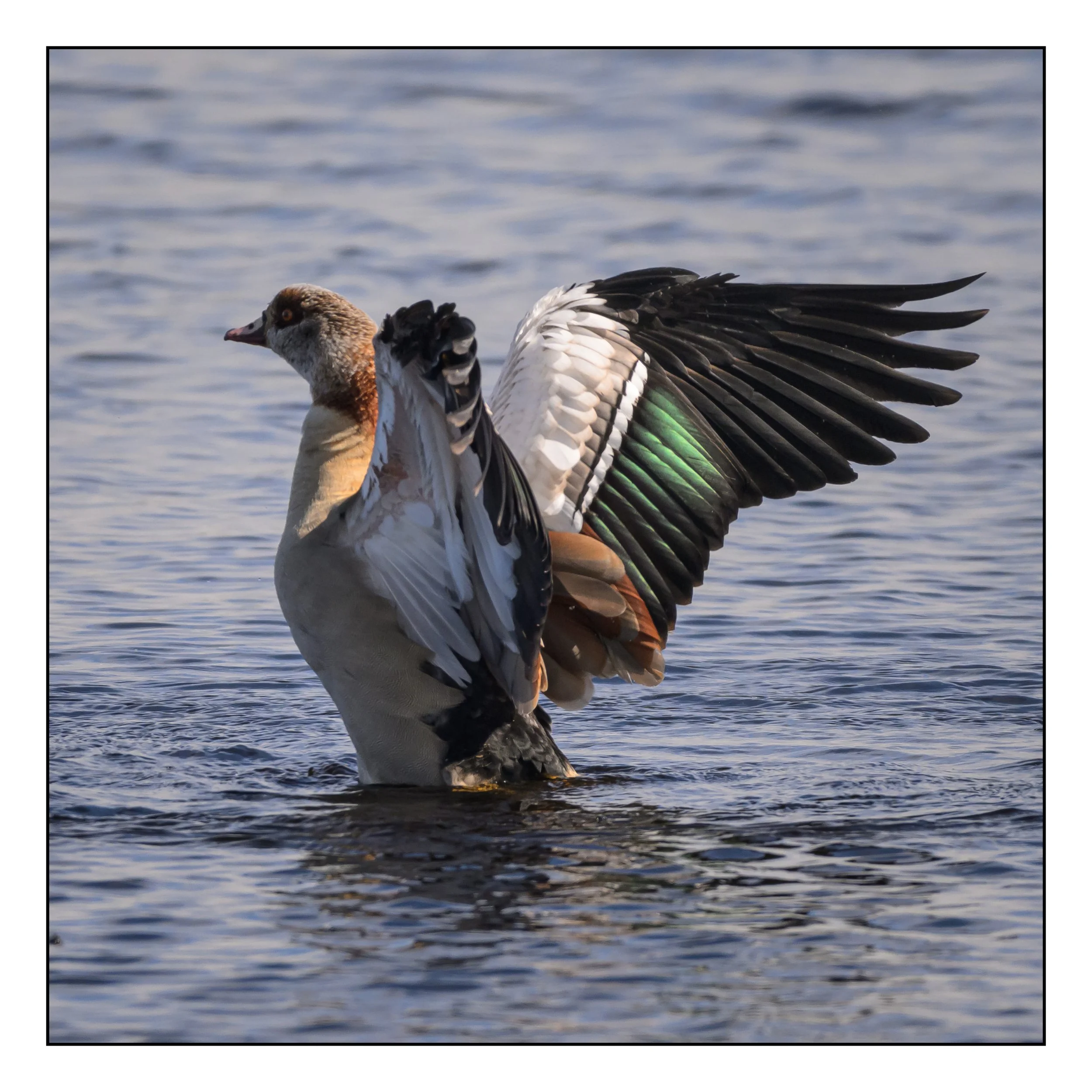 Egyptian Geese