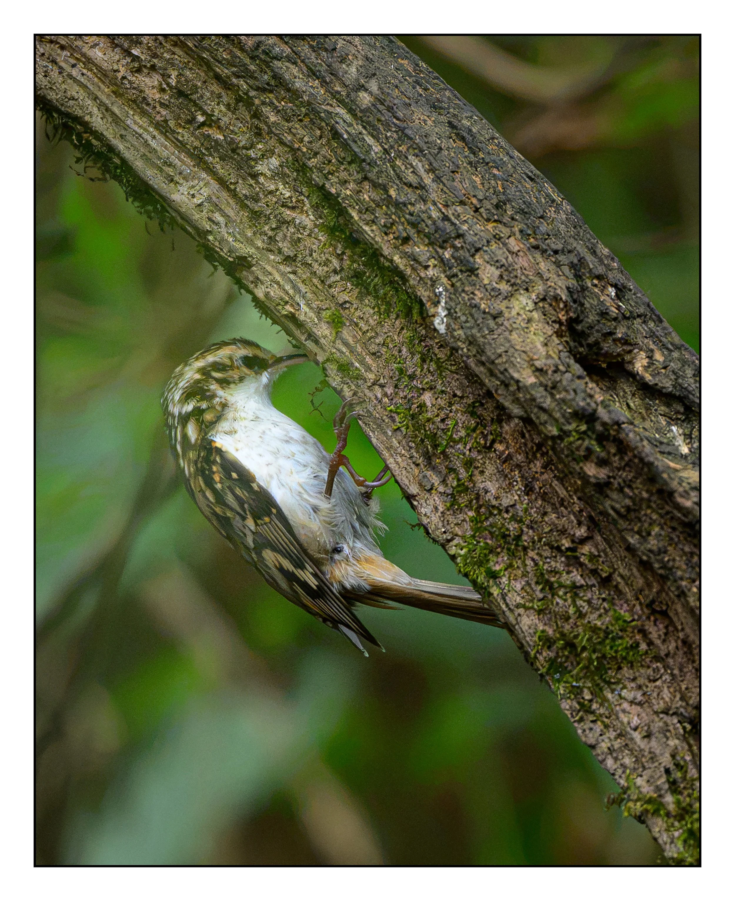 Tree Creeper