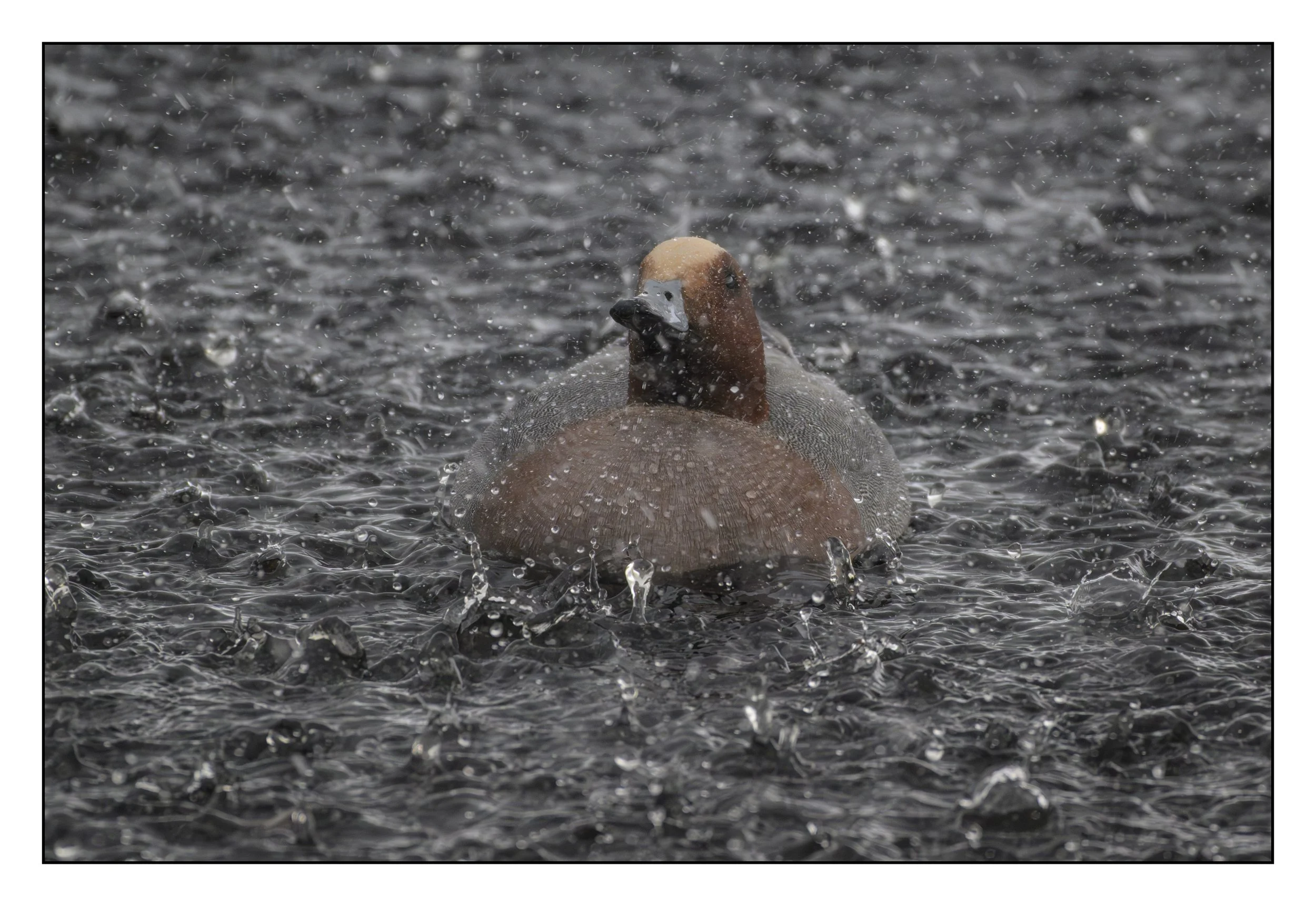 Wigeon