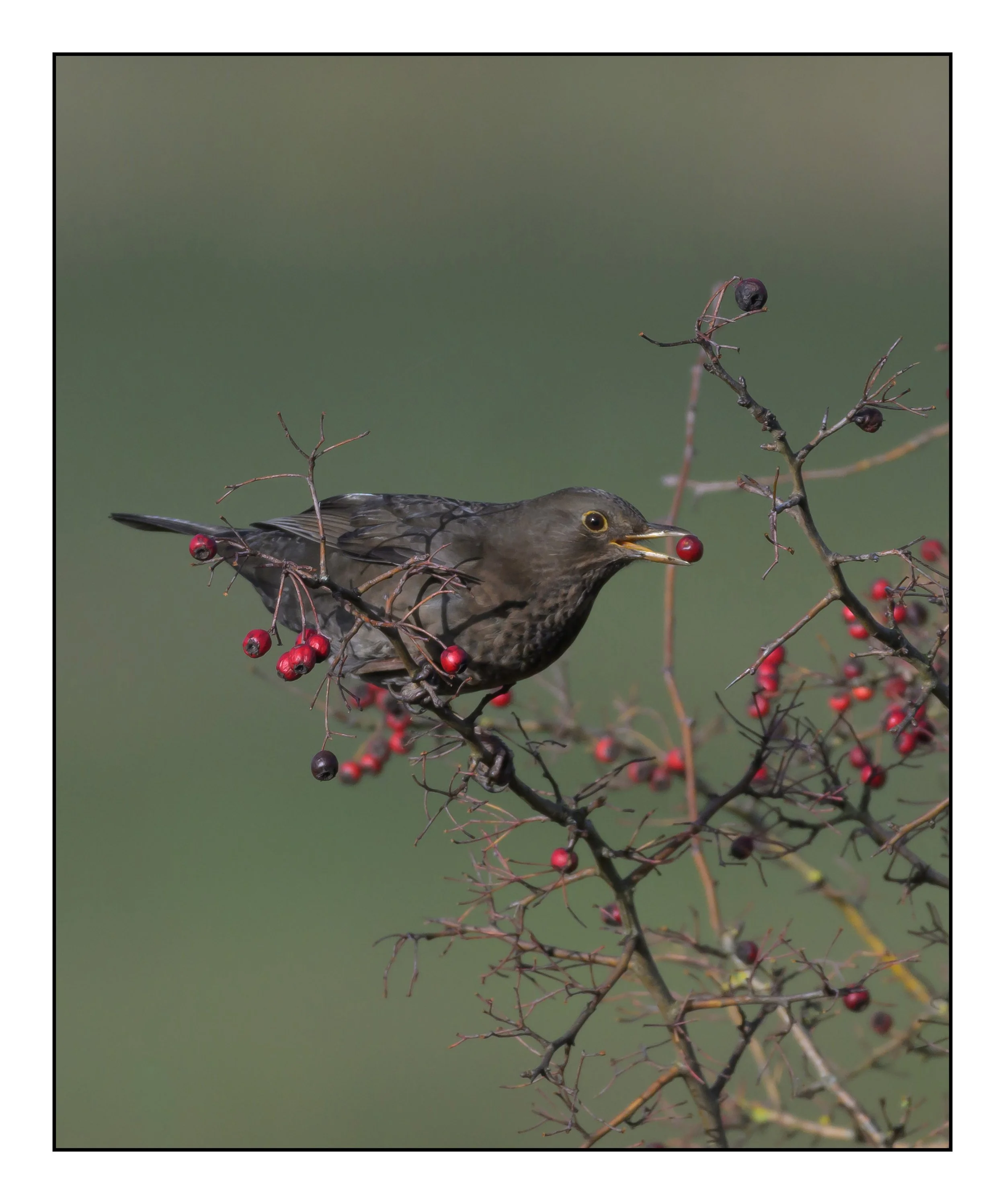Song Birds_0023.jpg