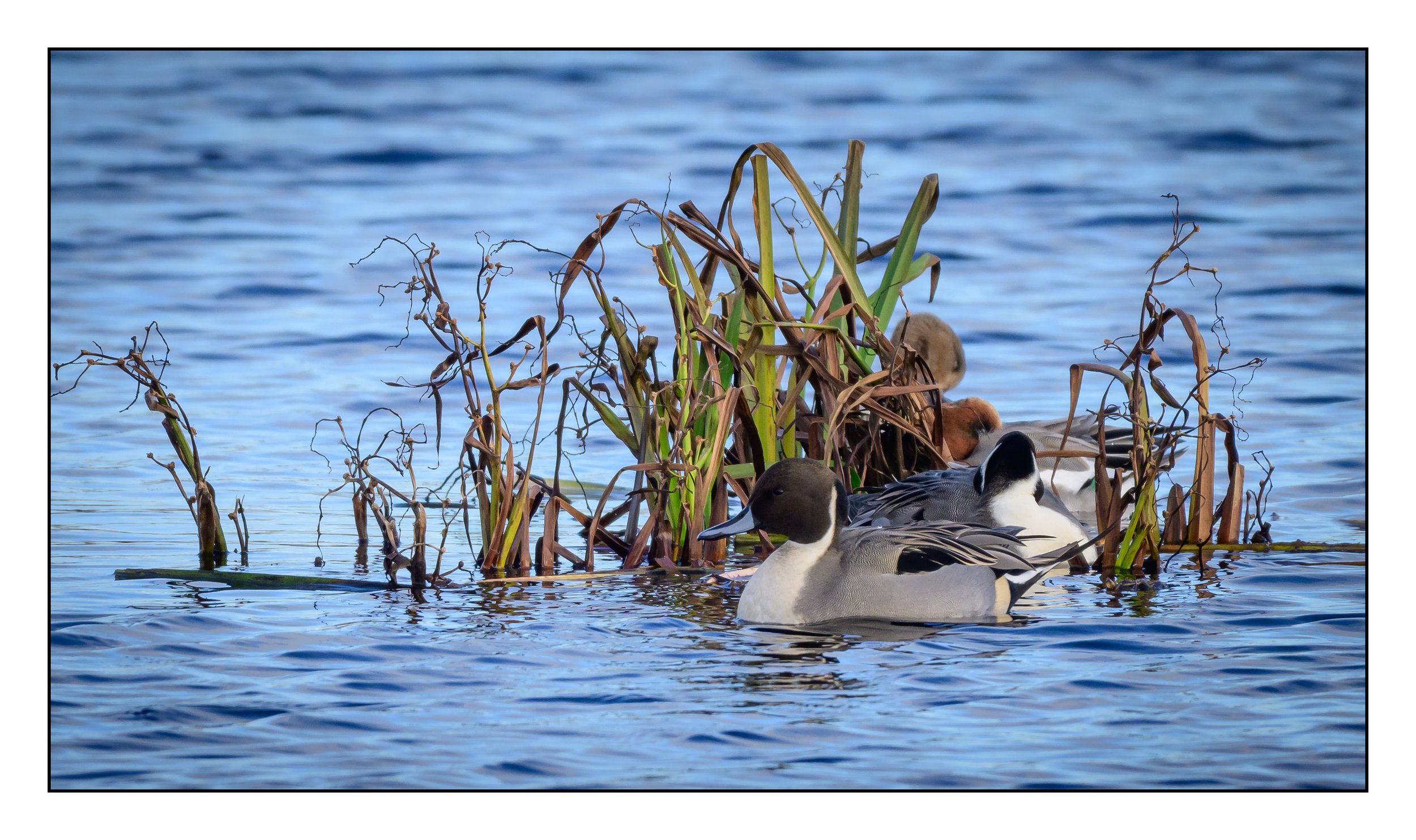 Pintail