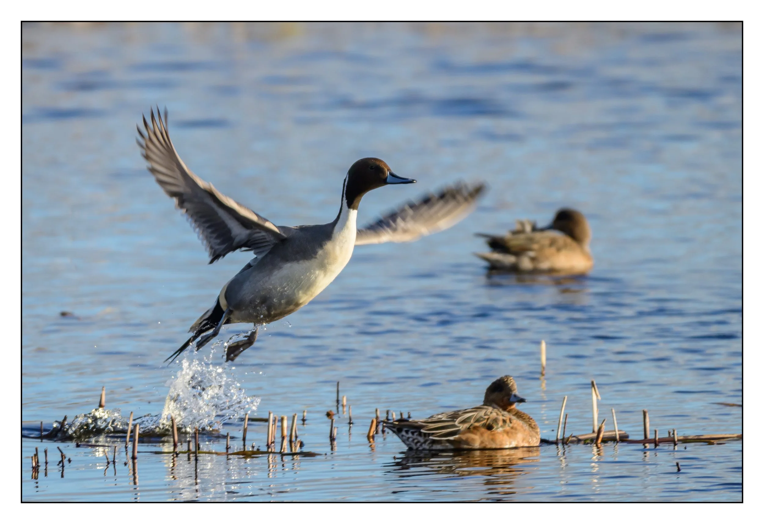Pintail