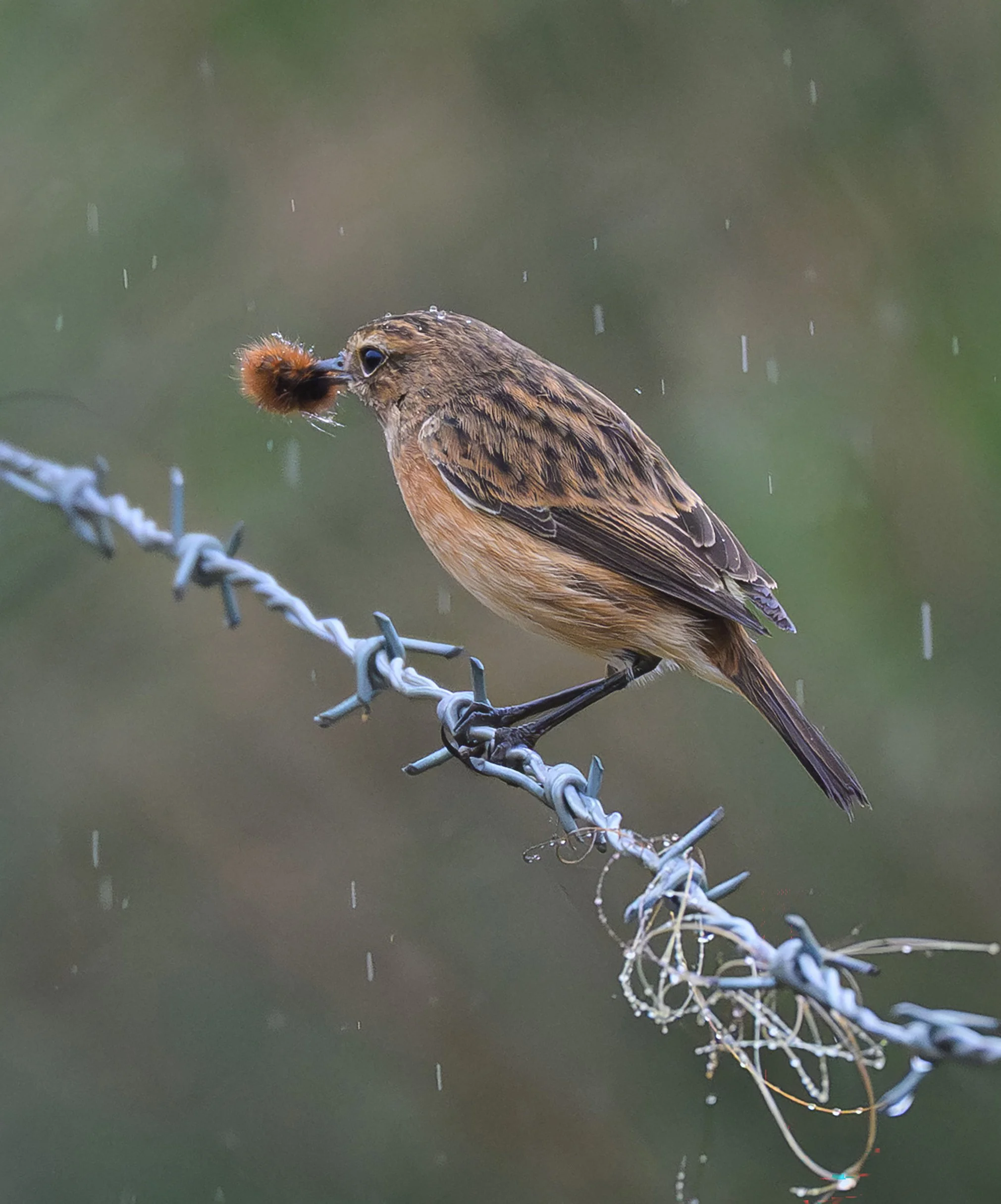 Song Birds_0024.jpg