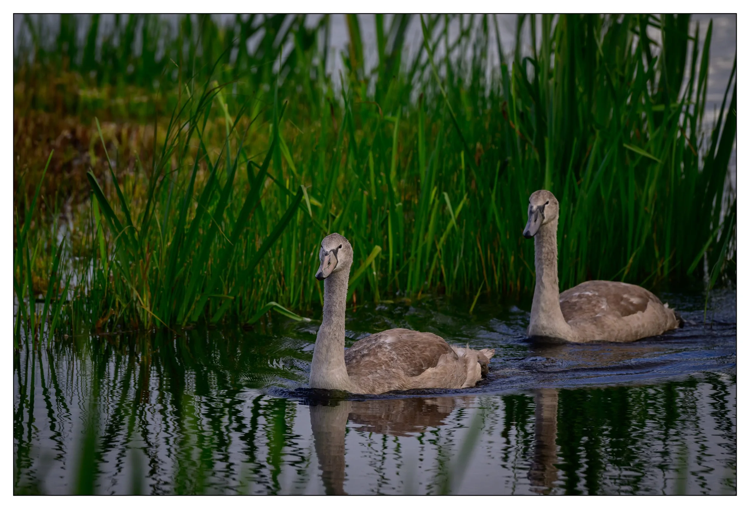 Mute Swan