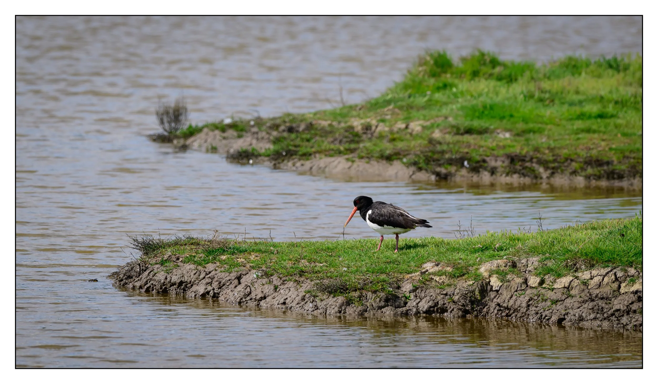 Oyster Catcher