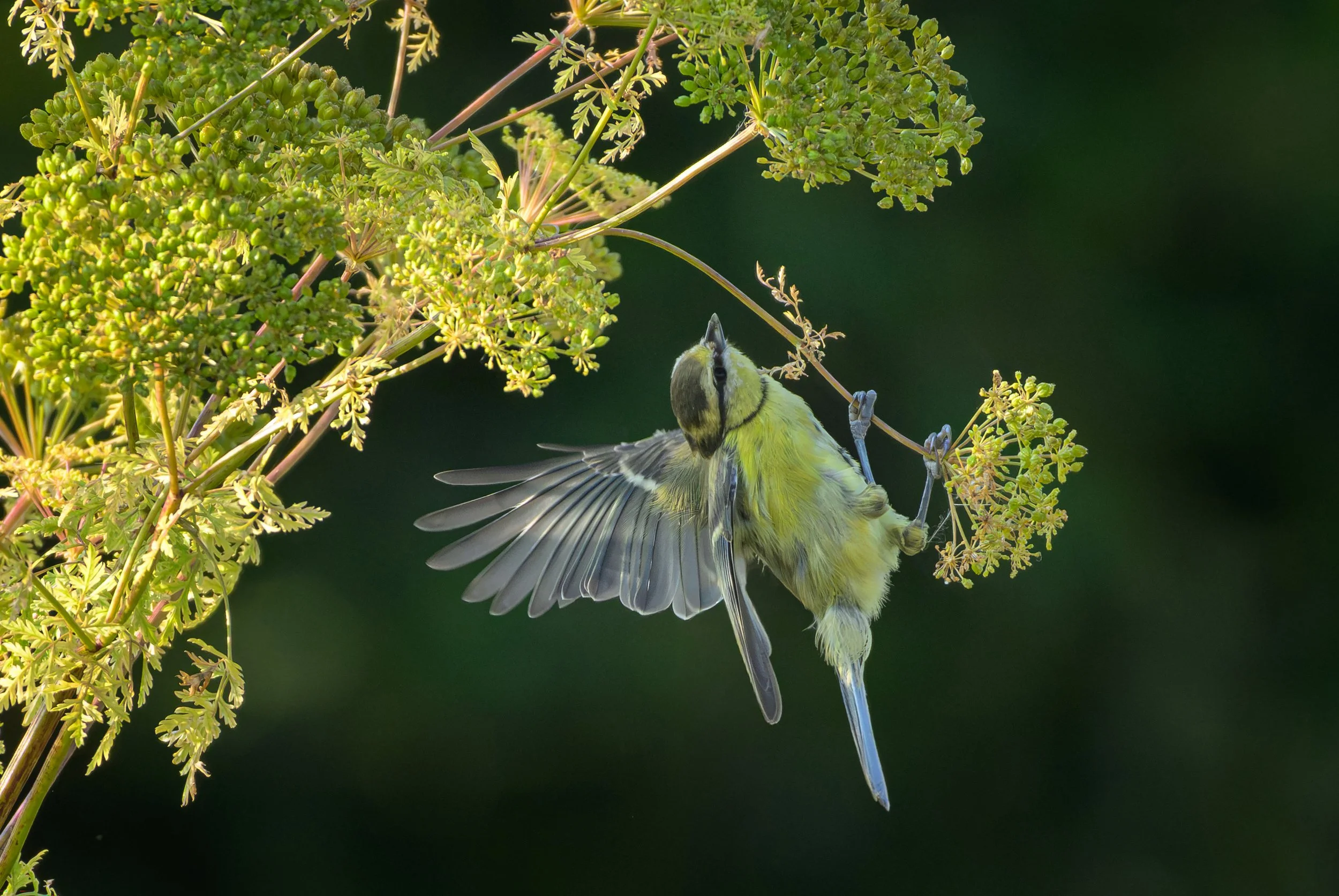 Song Birds_0063.jpg