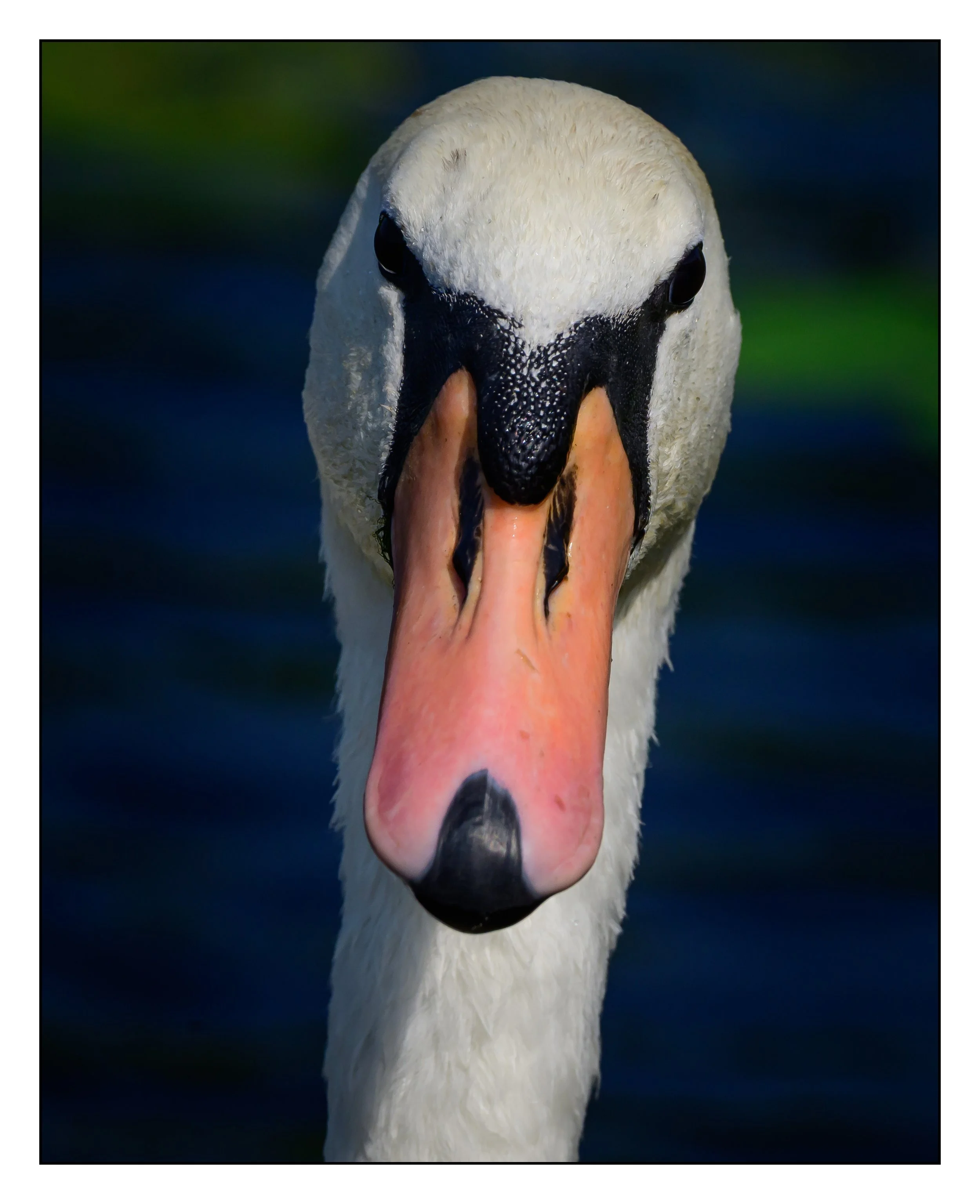 Mute Swan