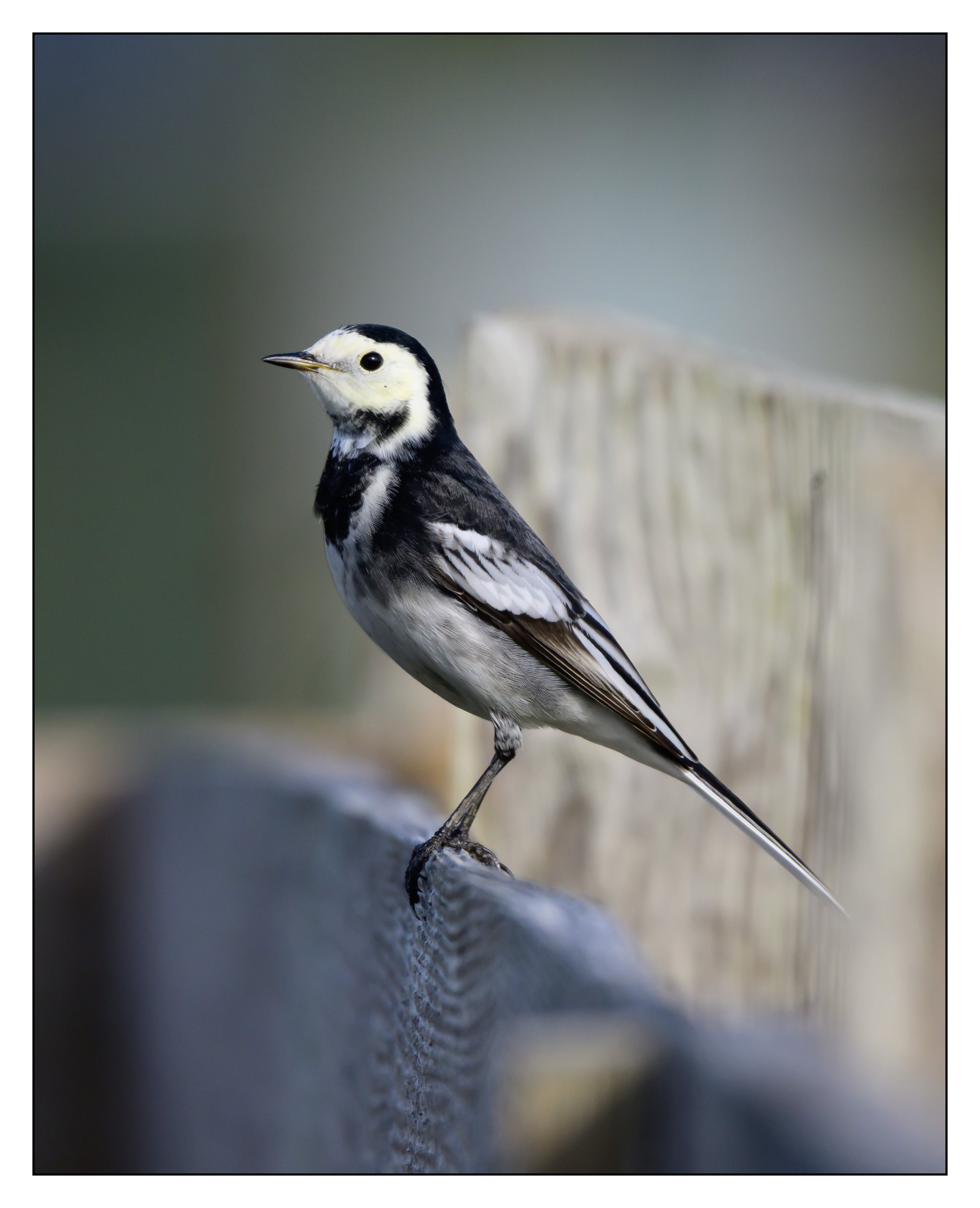 Pied Wagtail