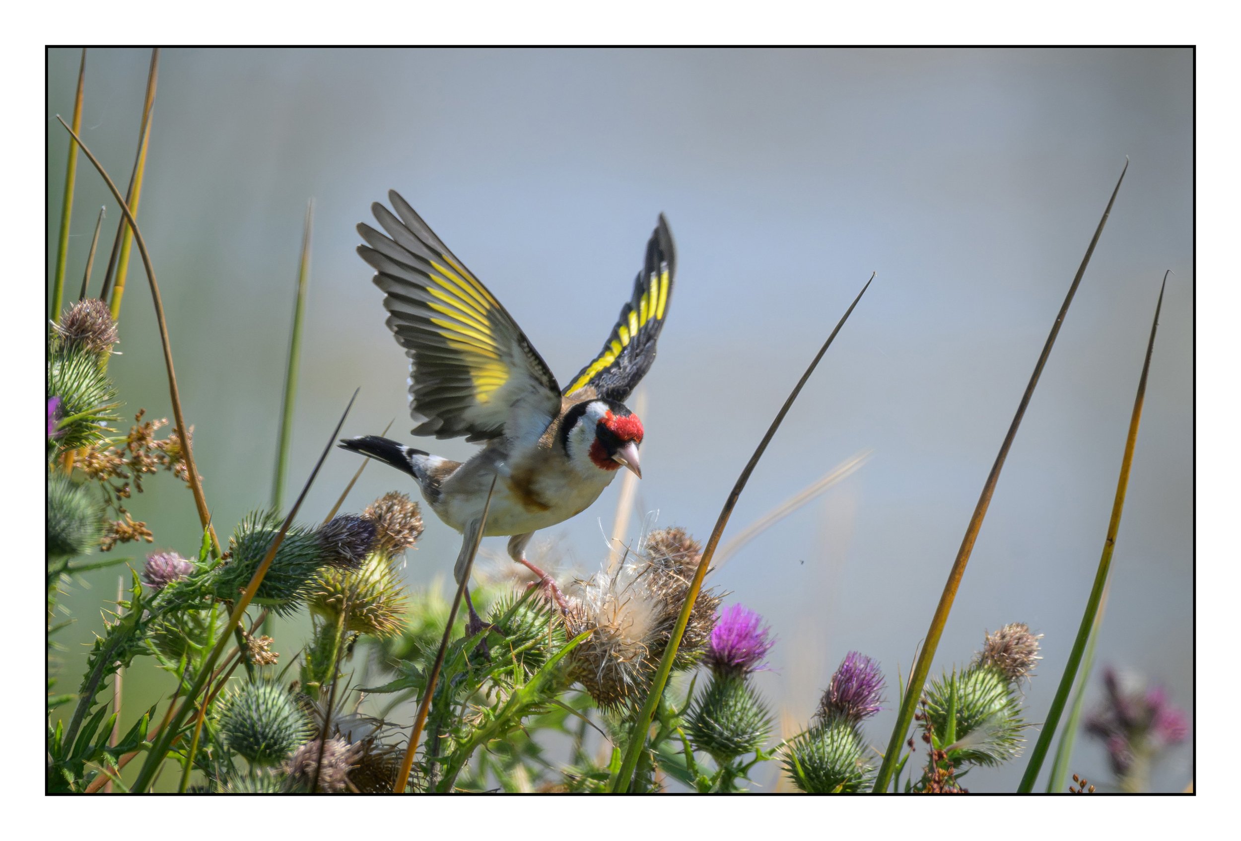Song Birds_0053.jpg