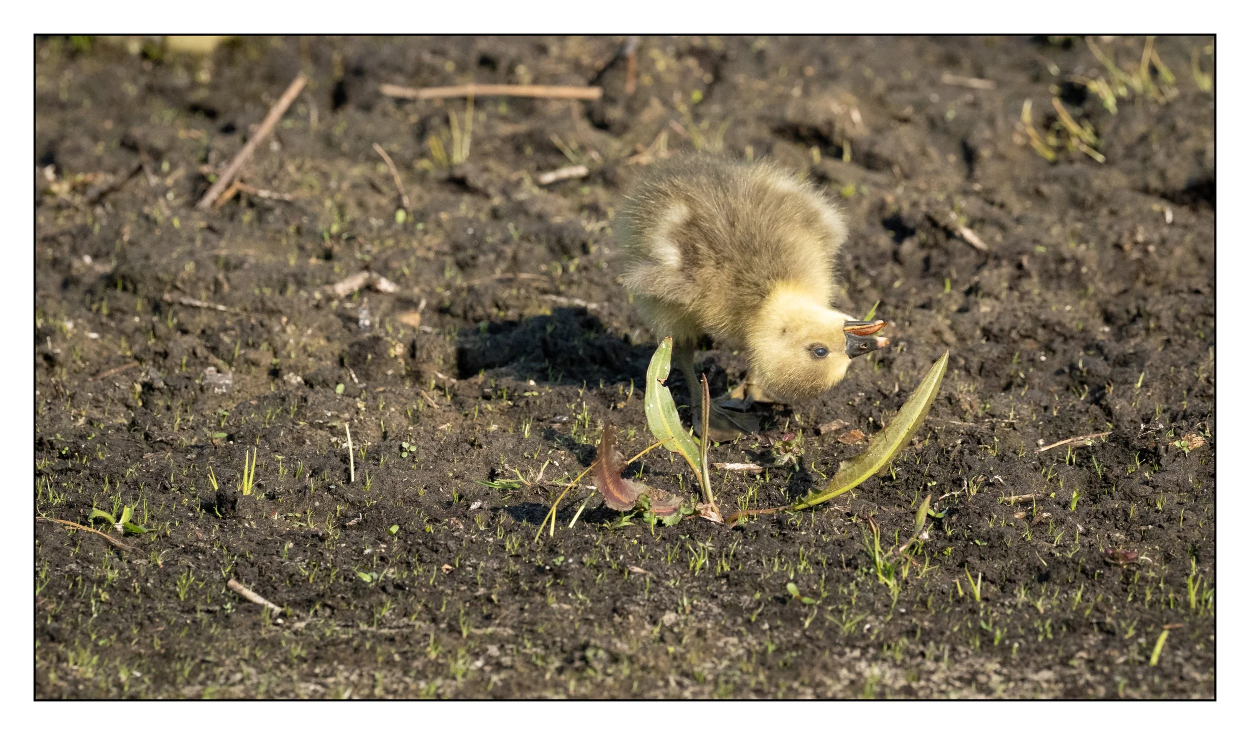 Greylag Geese