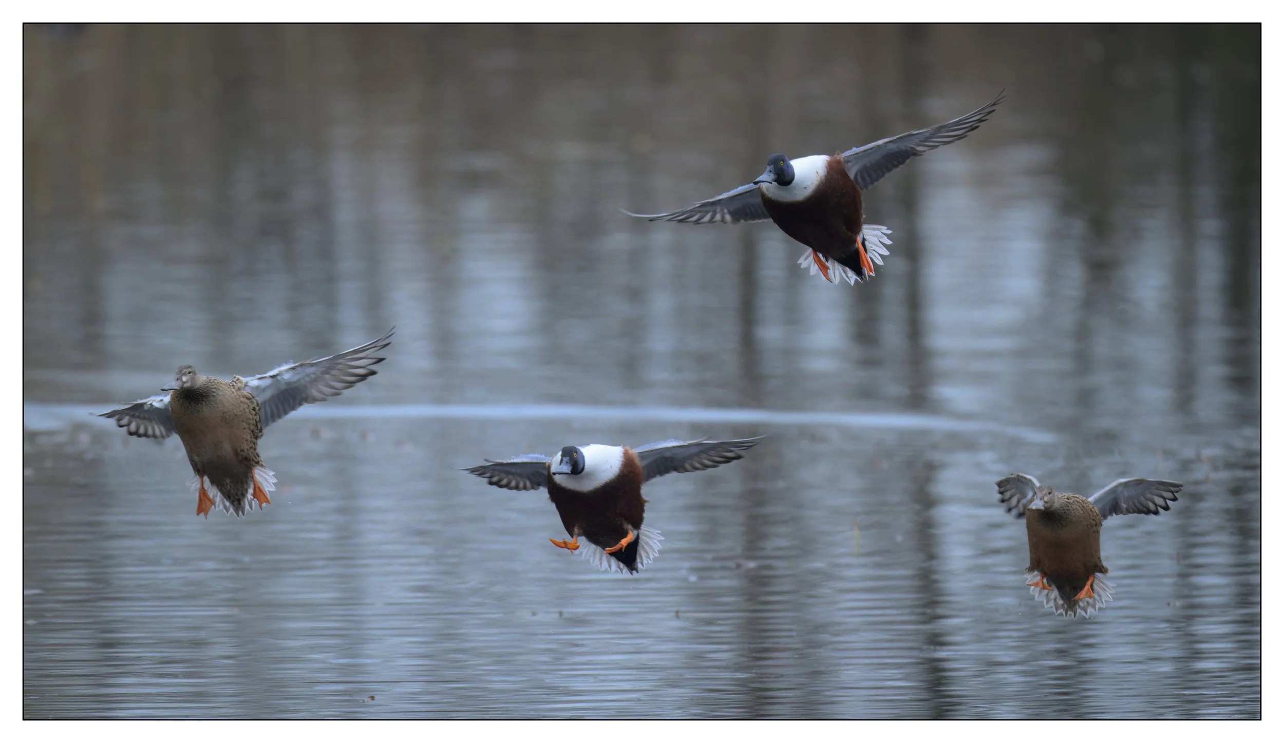 Northern Shoveler