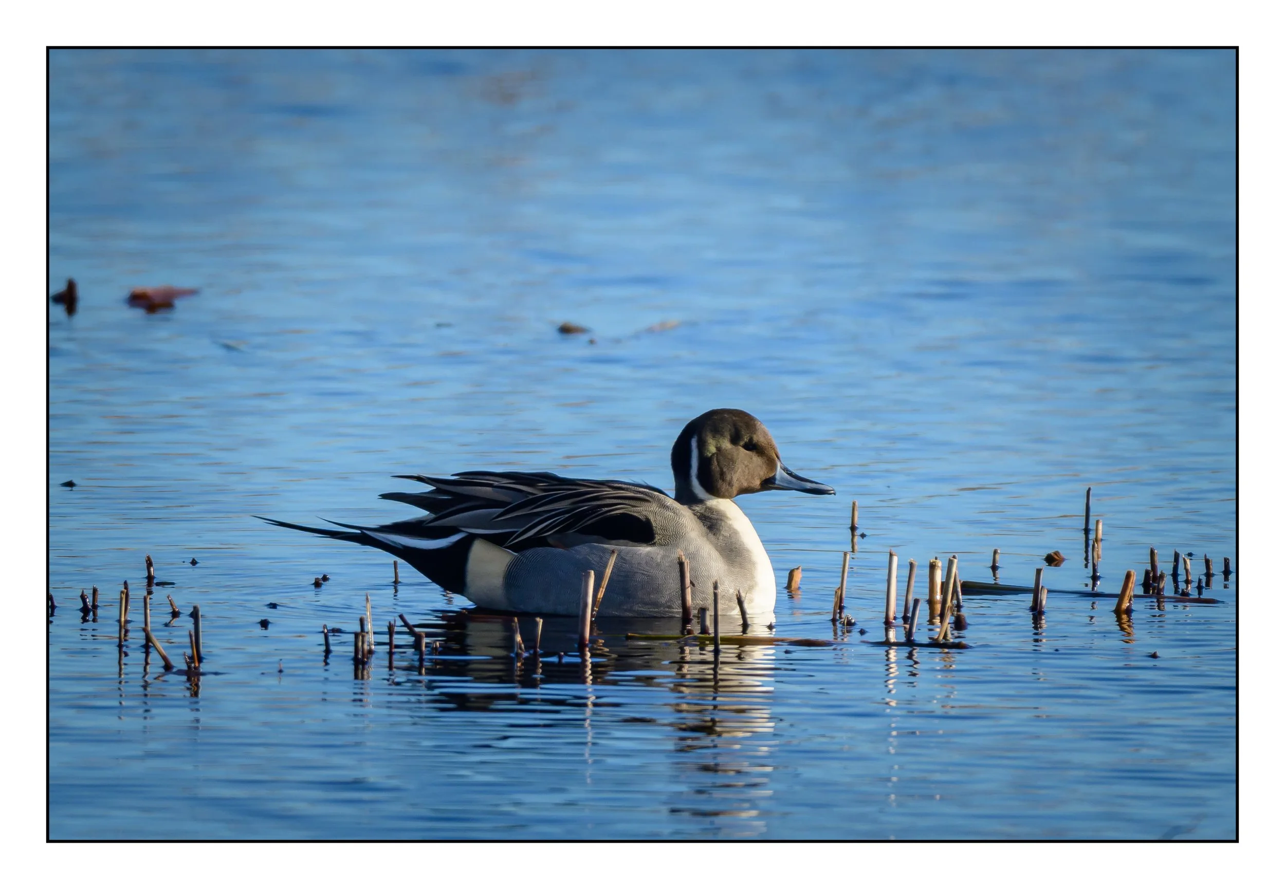 Pintail