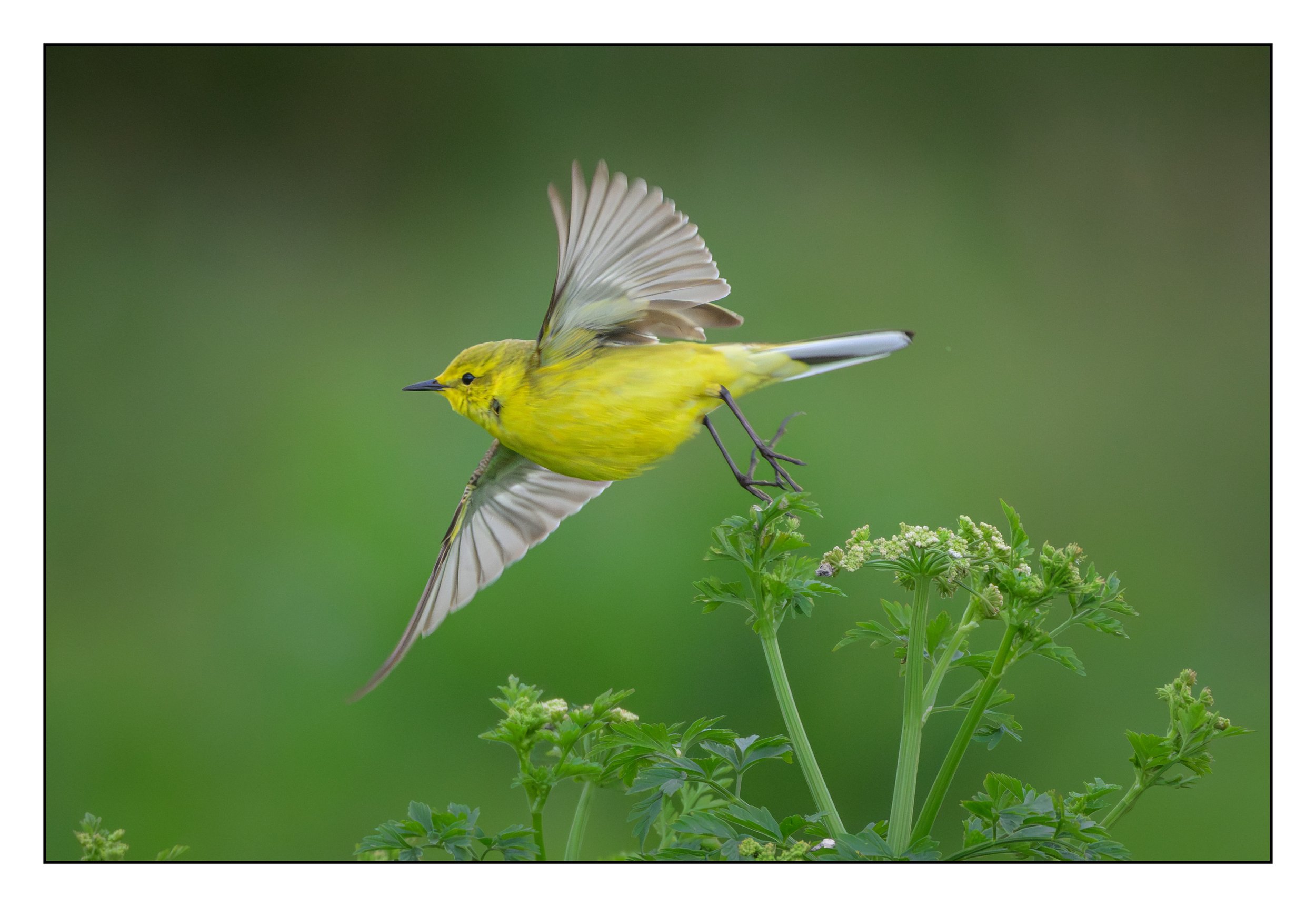 Yellow Wagtail
