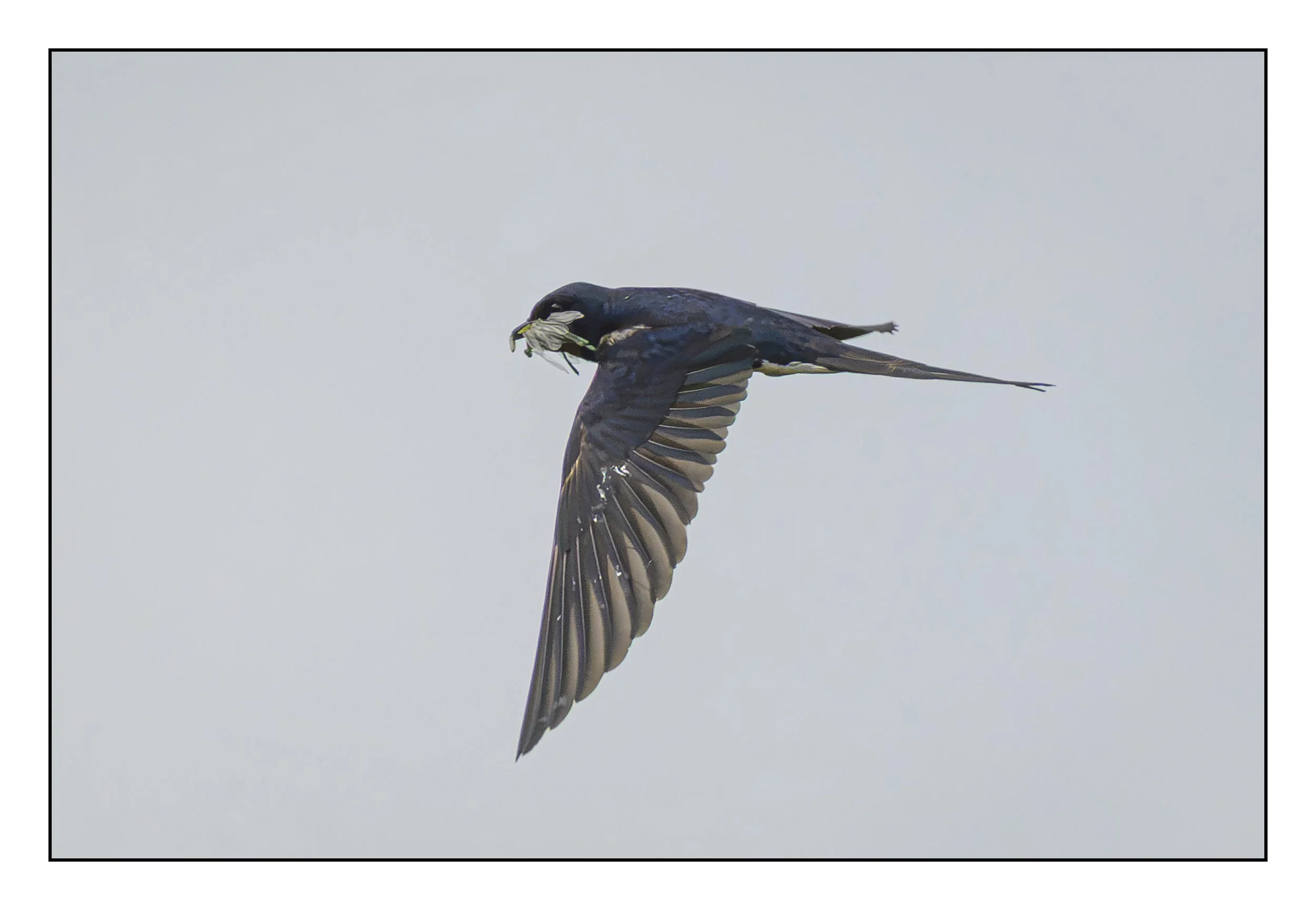 Song Birds_0051.jpg